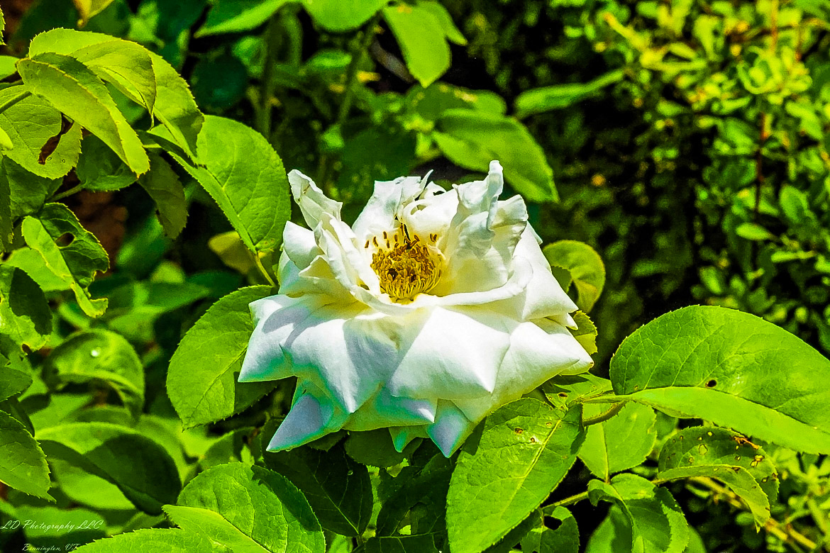 Fort Ticonderoga Kings Garden