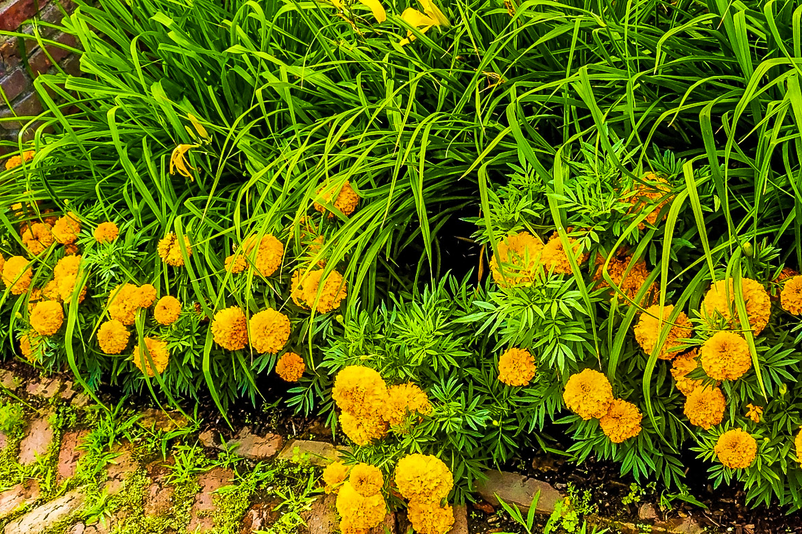 Fort Ticonderoga Kings Garden