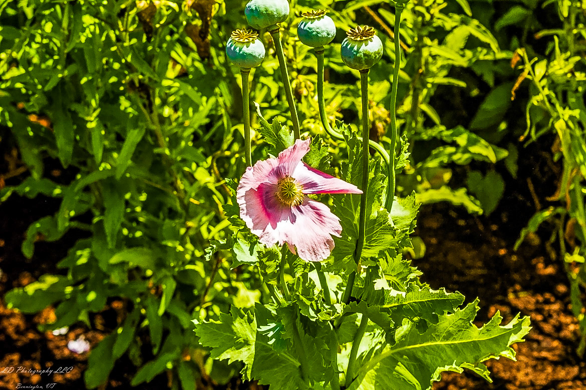 Fort Ticonderoga Kings Garden