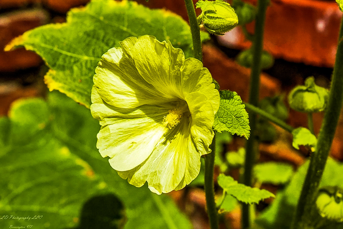 Fort Ticonderoga Kings Garden