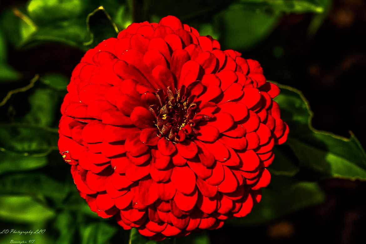 Fort Ticonderoga Kings Garden