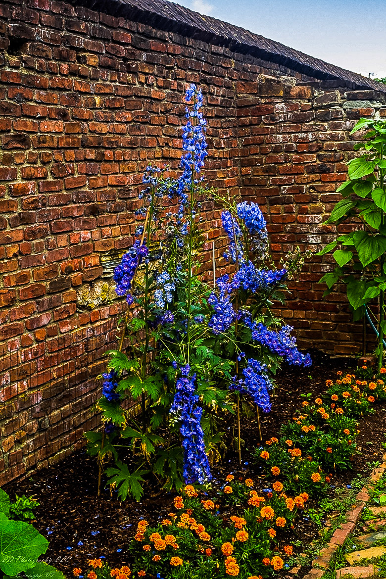 Fort Ticonderoga Kings Garden