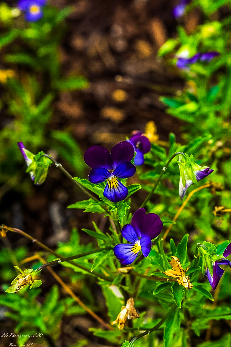 Fort Ticonderoga Kings Garden