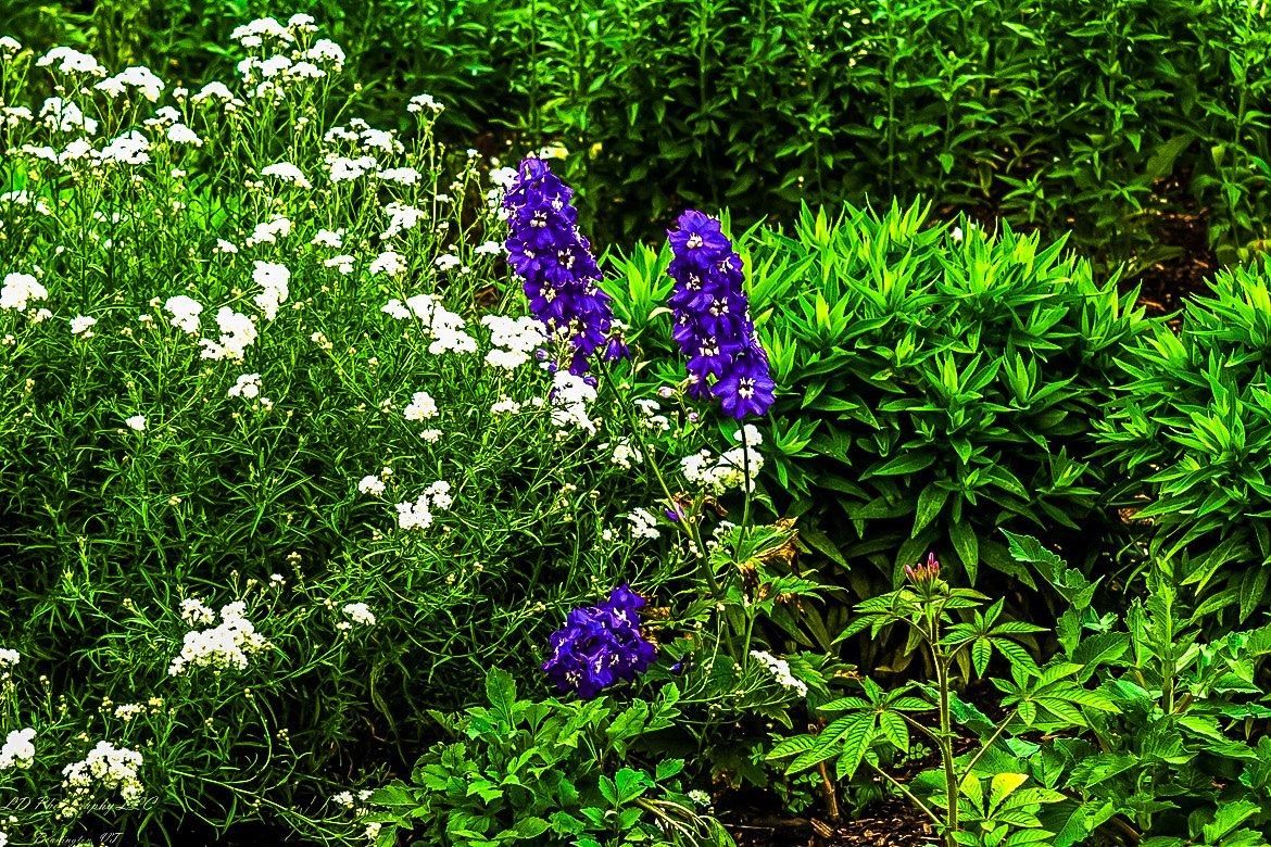 Fort Ticonderoga Kings Garden