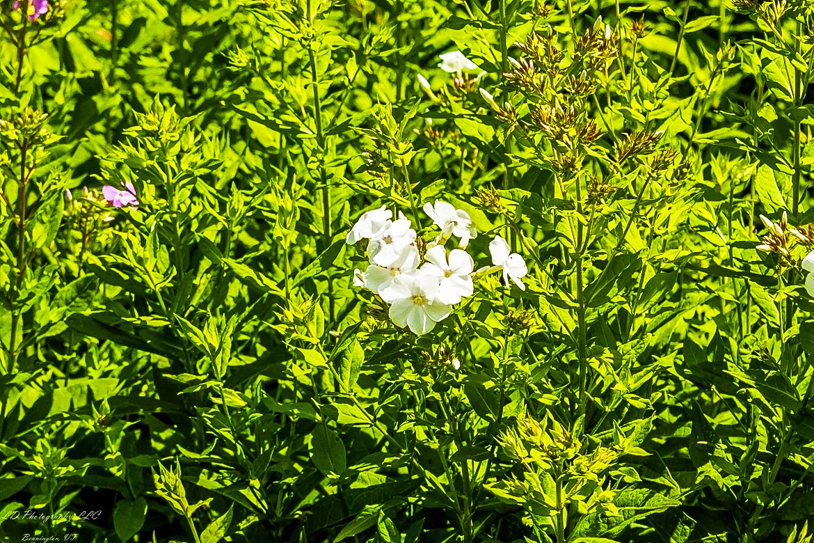 Fort Ticonderoga Kings Garden