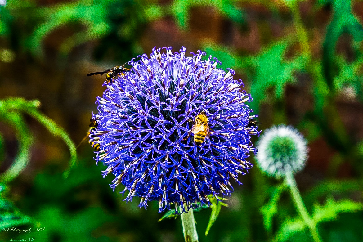 Fort Ticonderoga Kings Garden