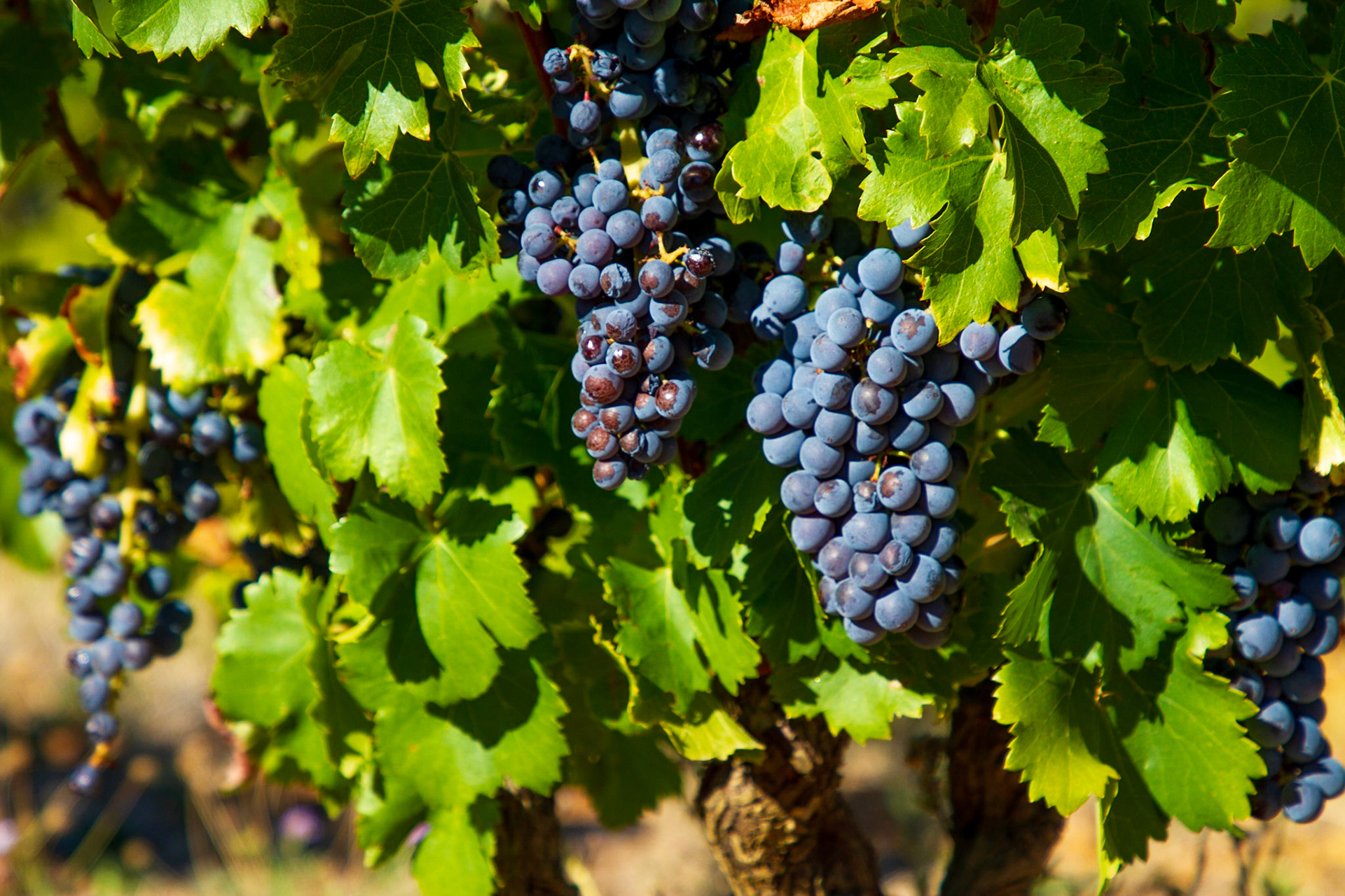 Châteauneuf-du-Pape (popes vineyards) ...