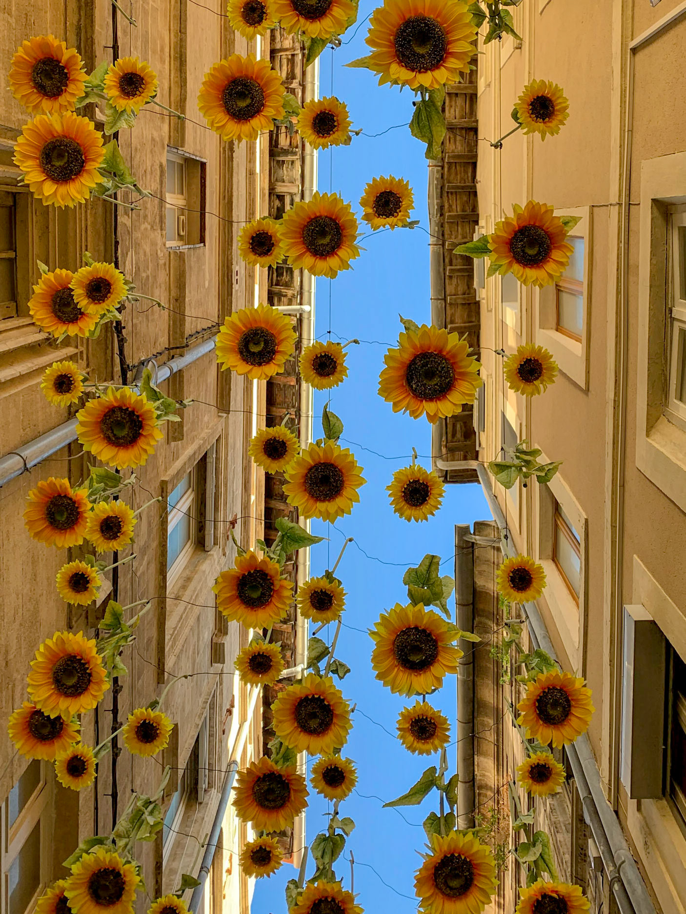 Provence is known for sunflowers