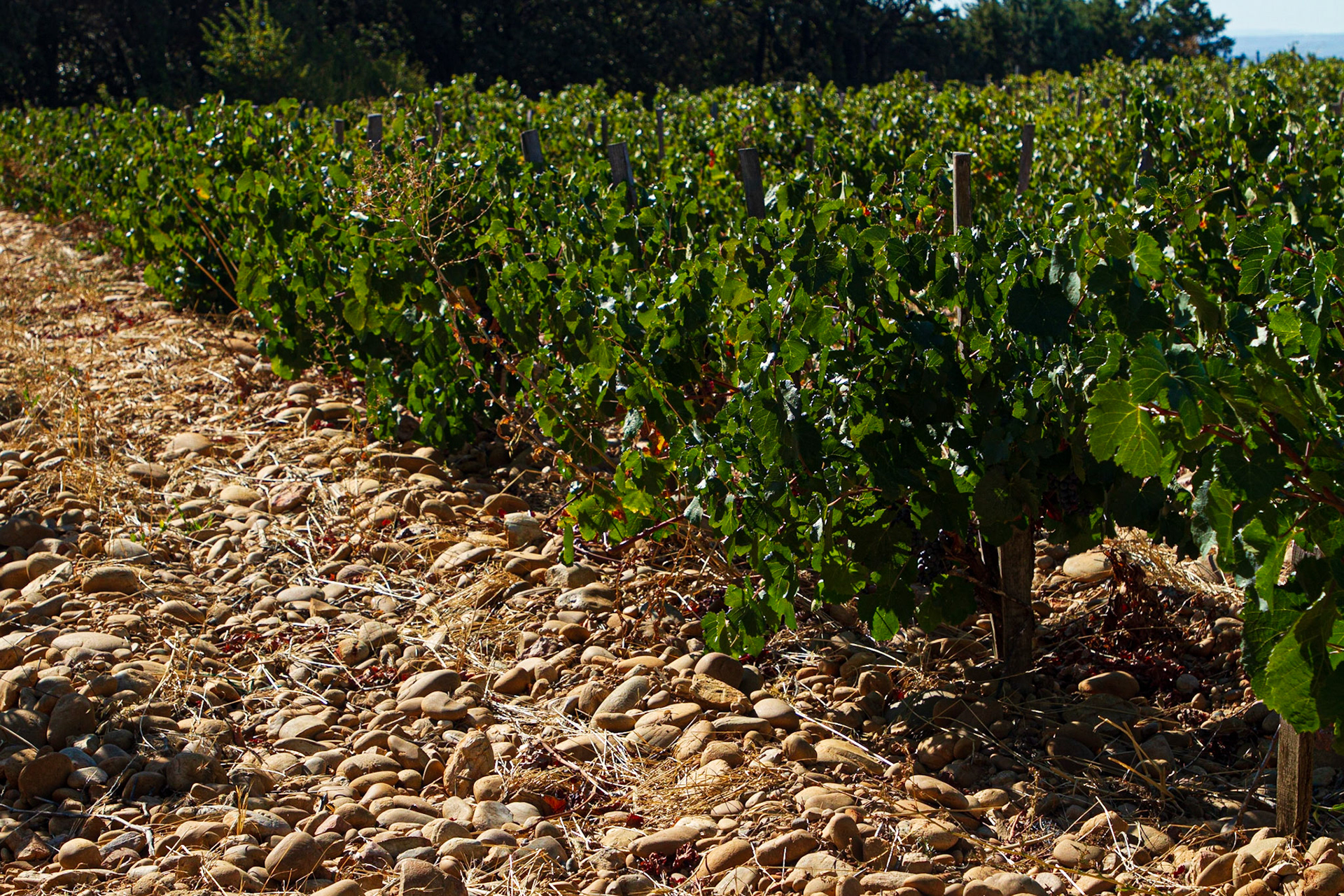 ... drainage and heat retention from rocky terrain