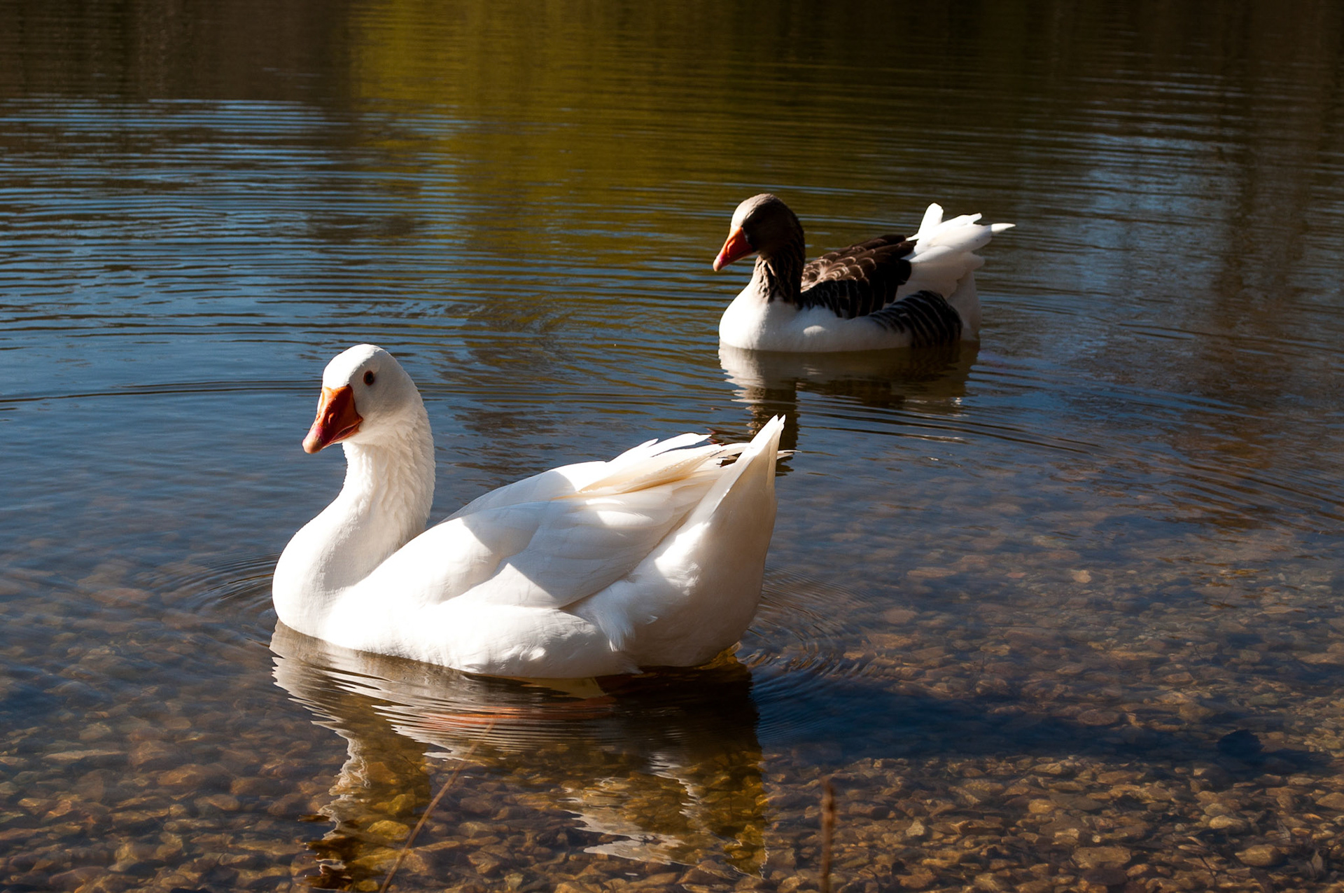 Wading Together 01