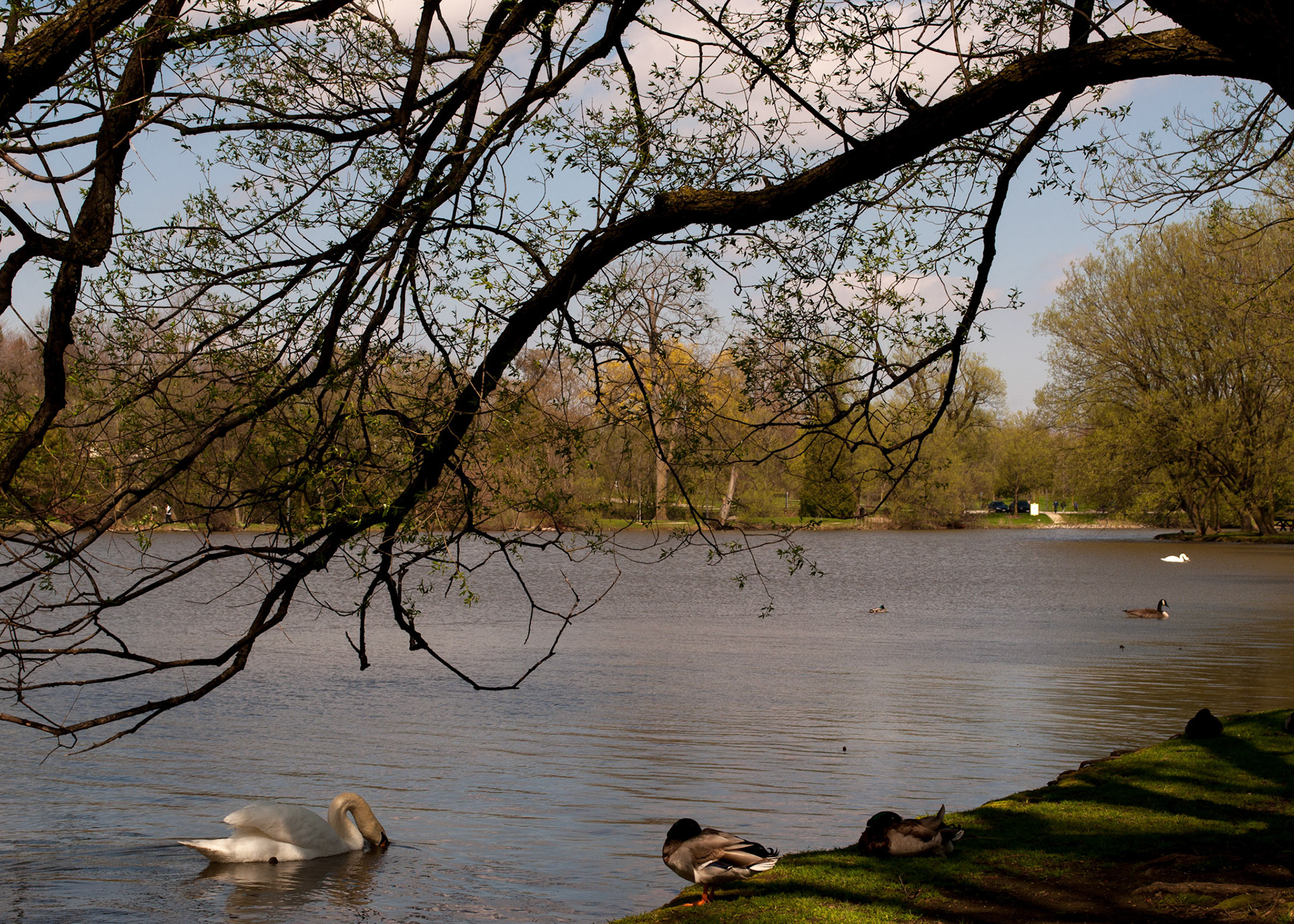 Wading Together 04