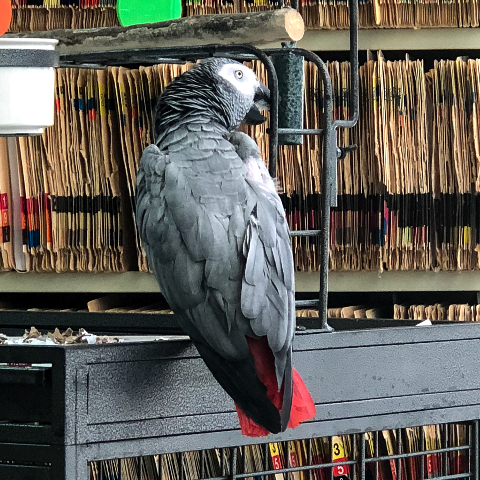 Parrot Savant 02