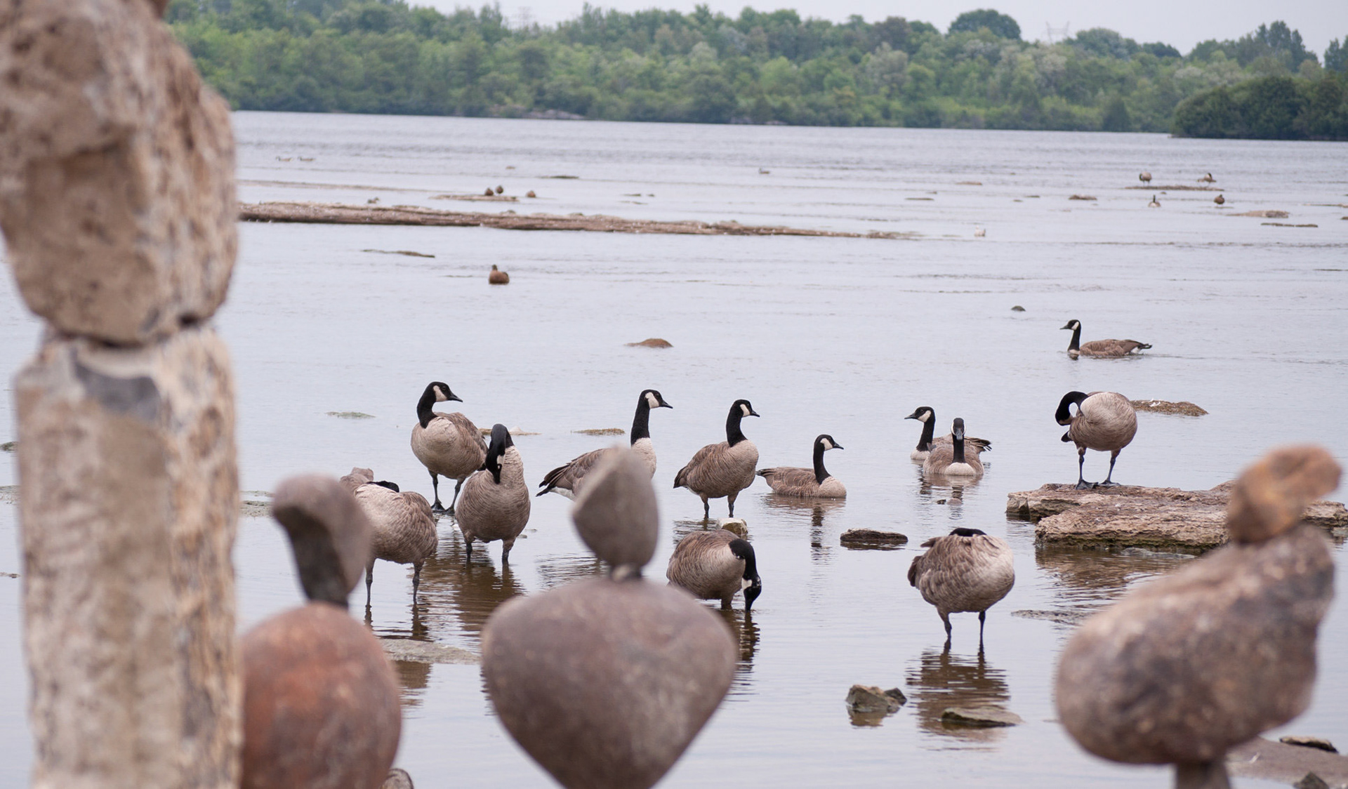 Of geese and Rocks