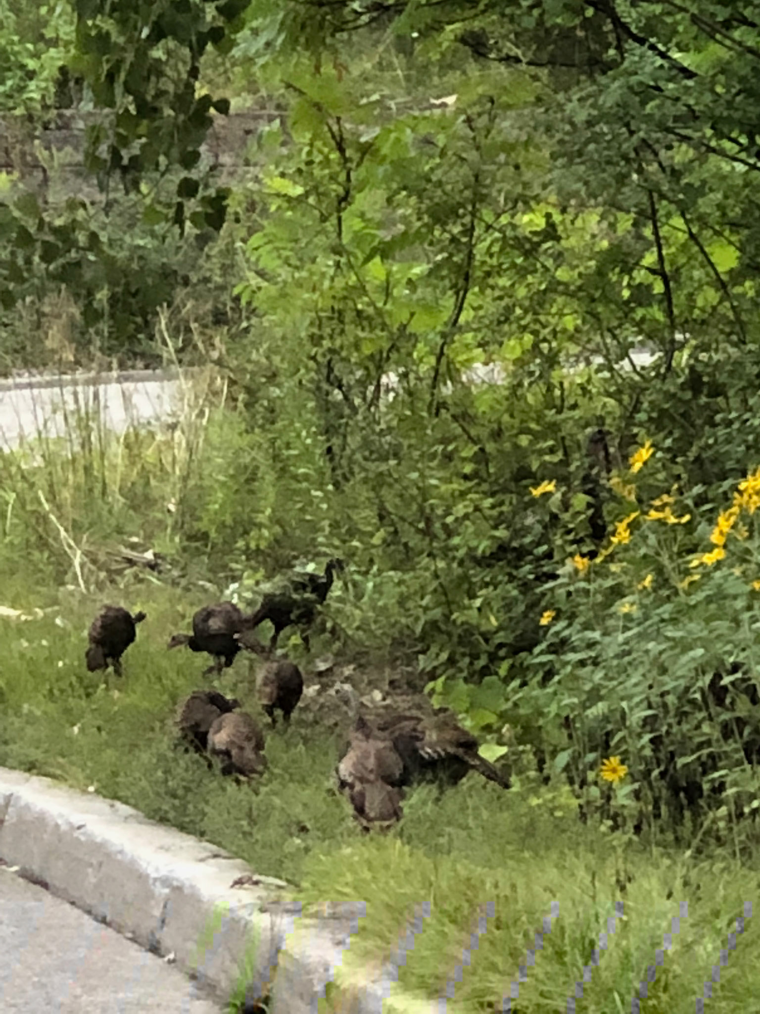 Wild Turkeys on a Tour