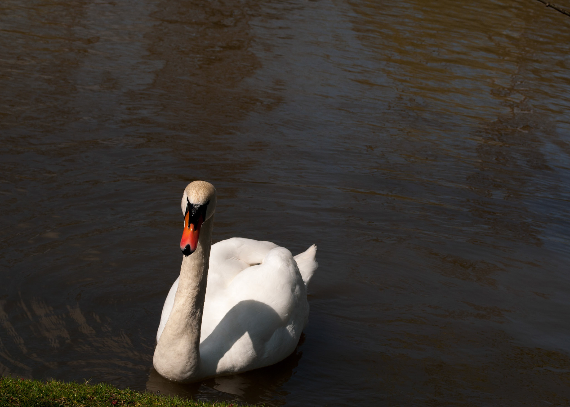 Wading Alone