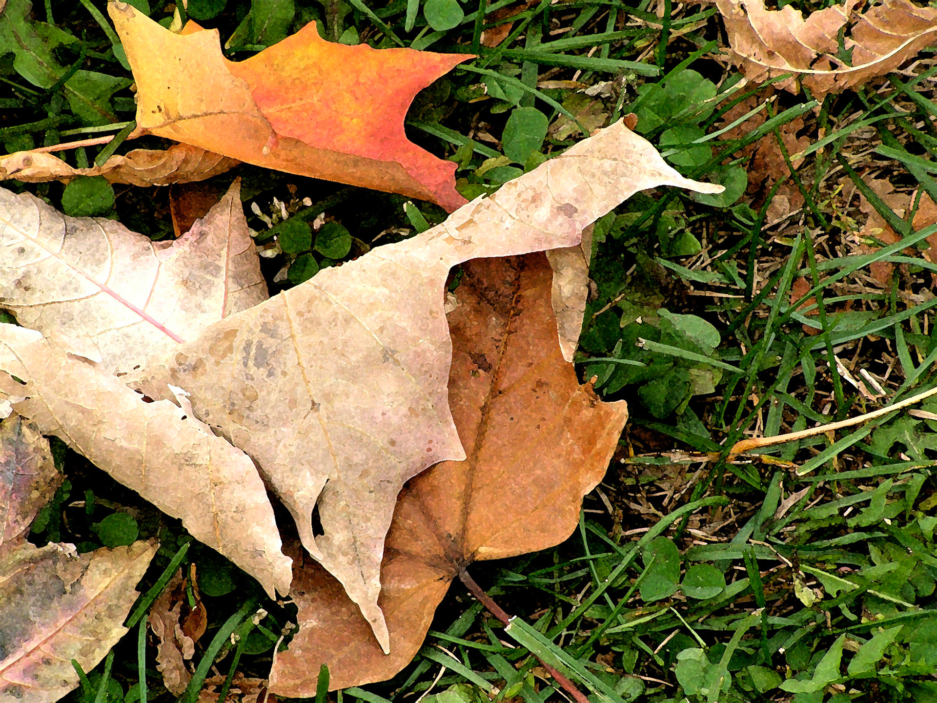 Fallen