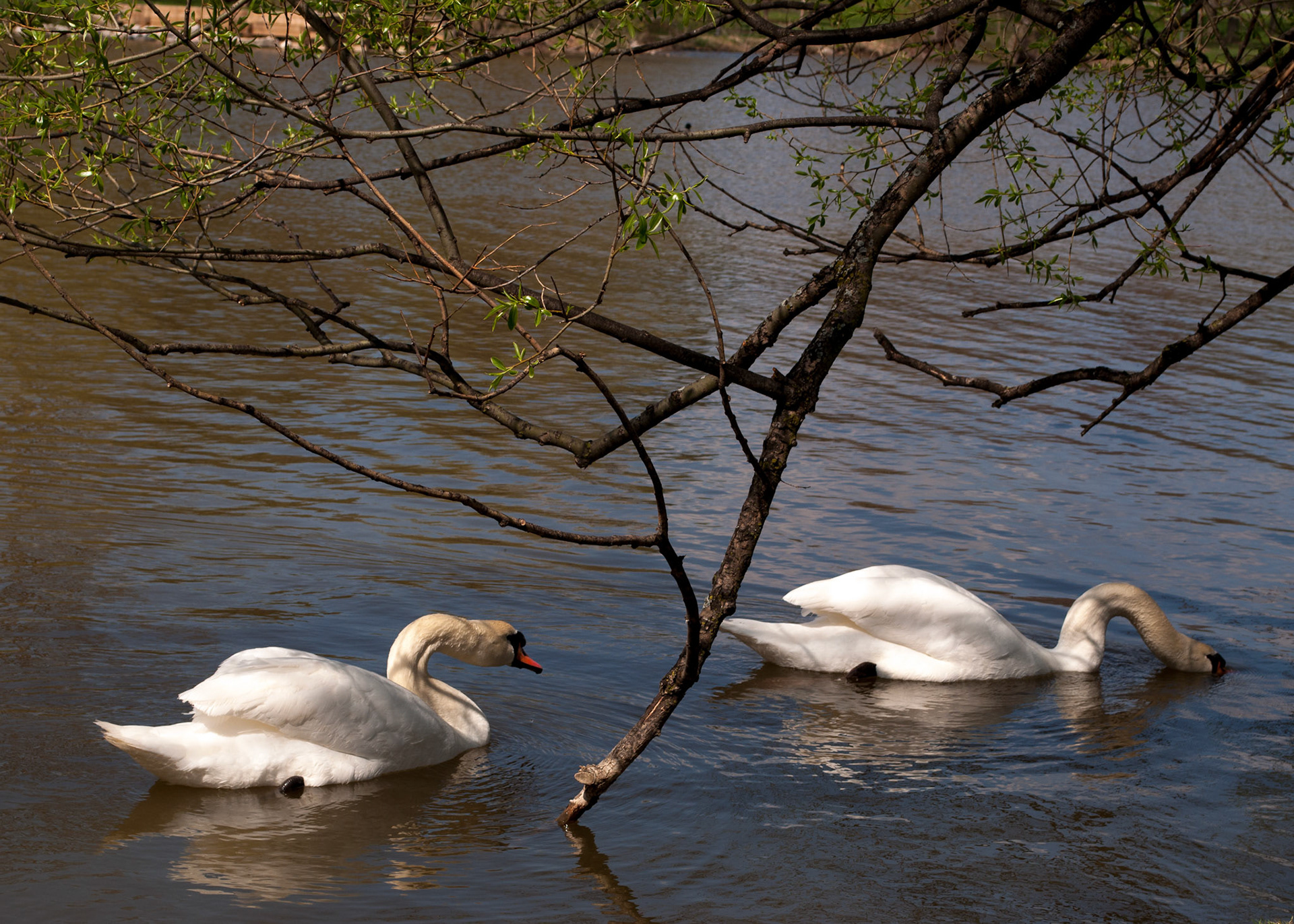 Wading Together 03