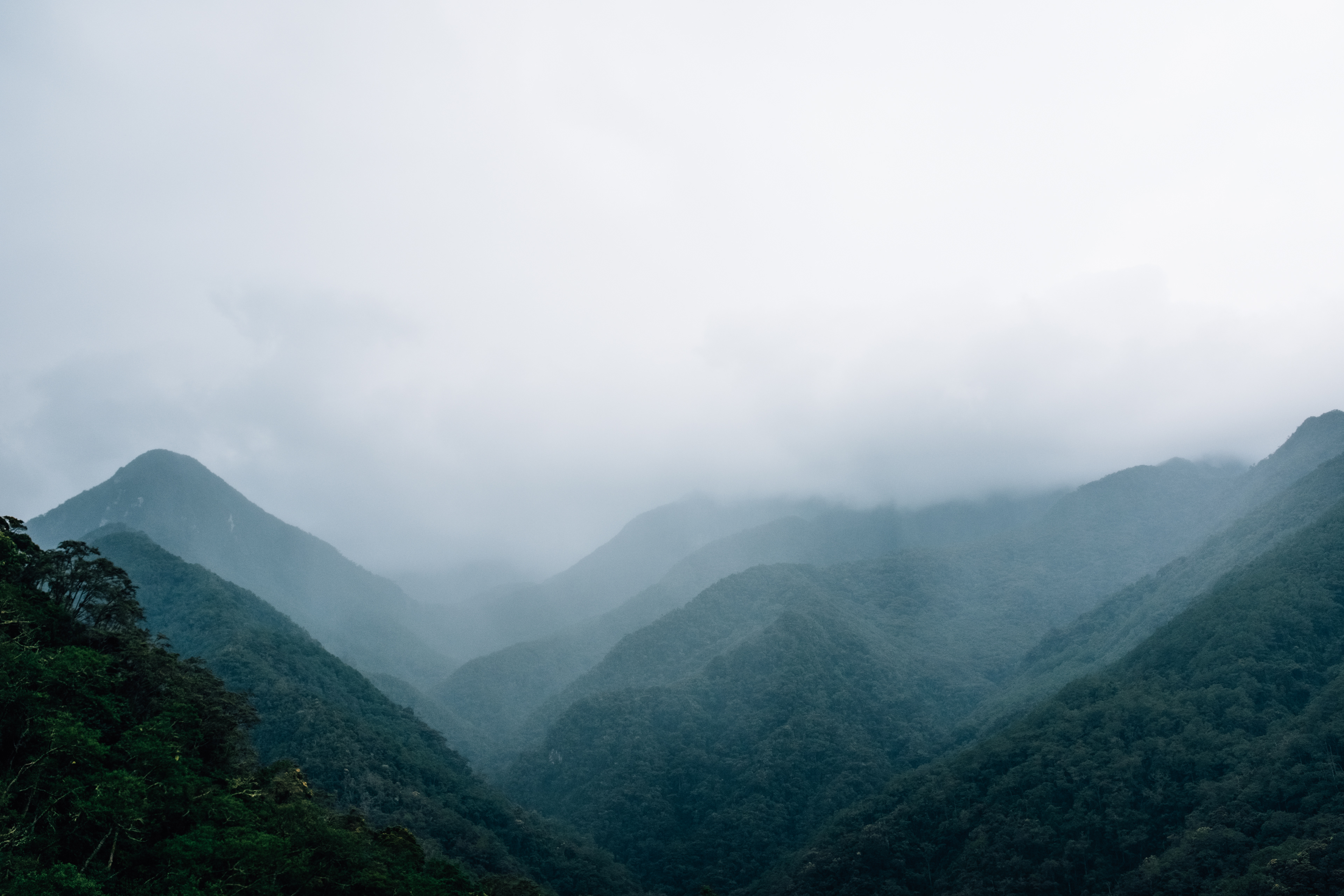 Rain Forest, Colombia