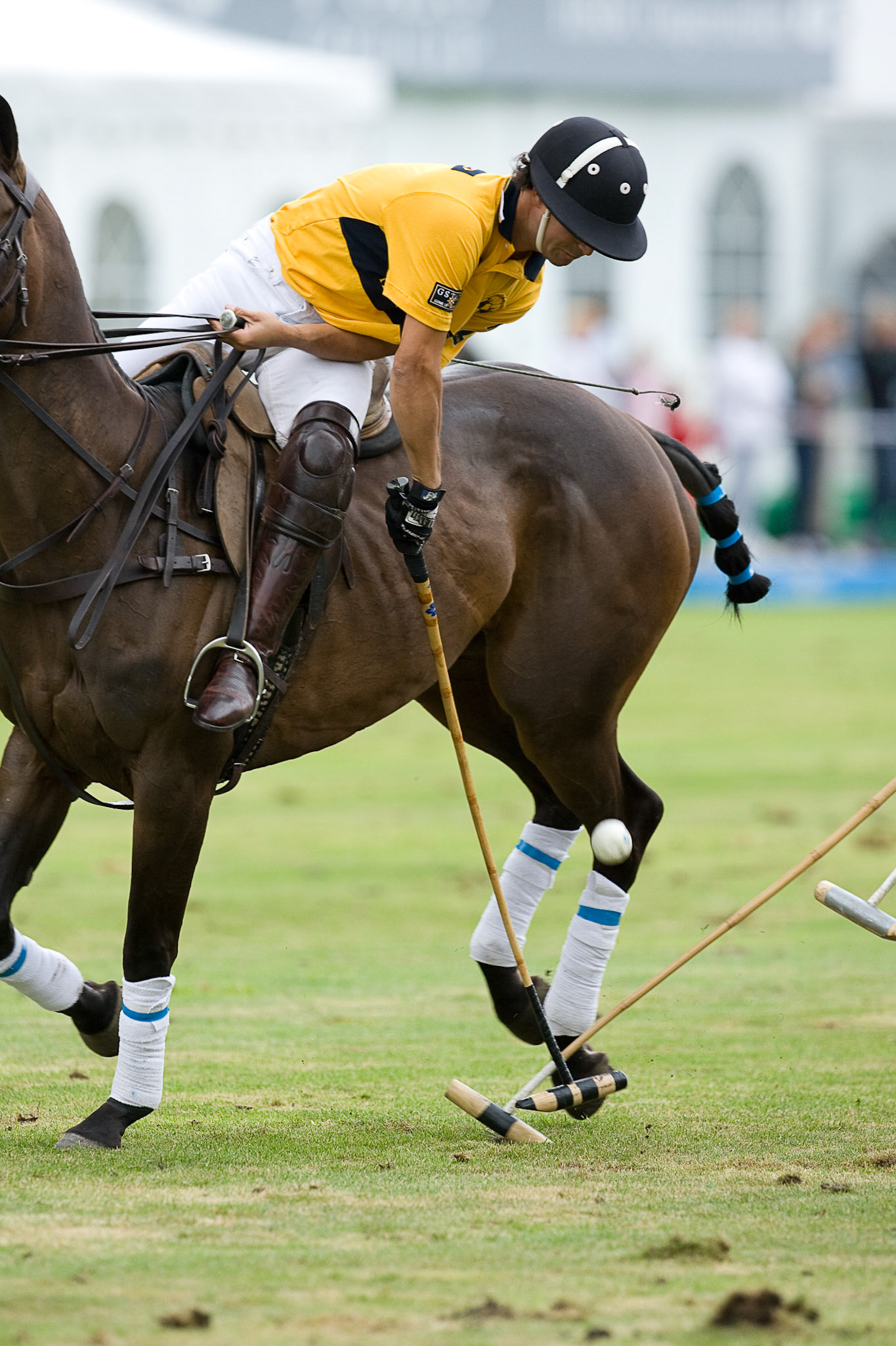 Polo Gold Cup