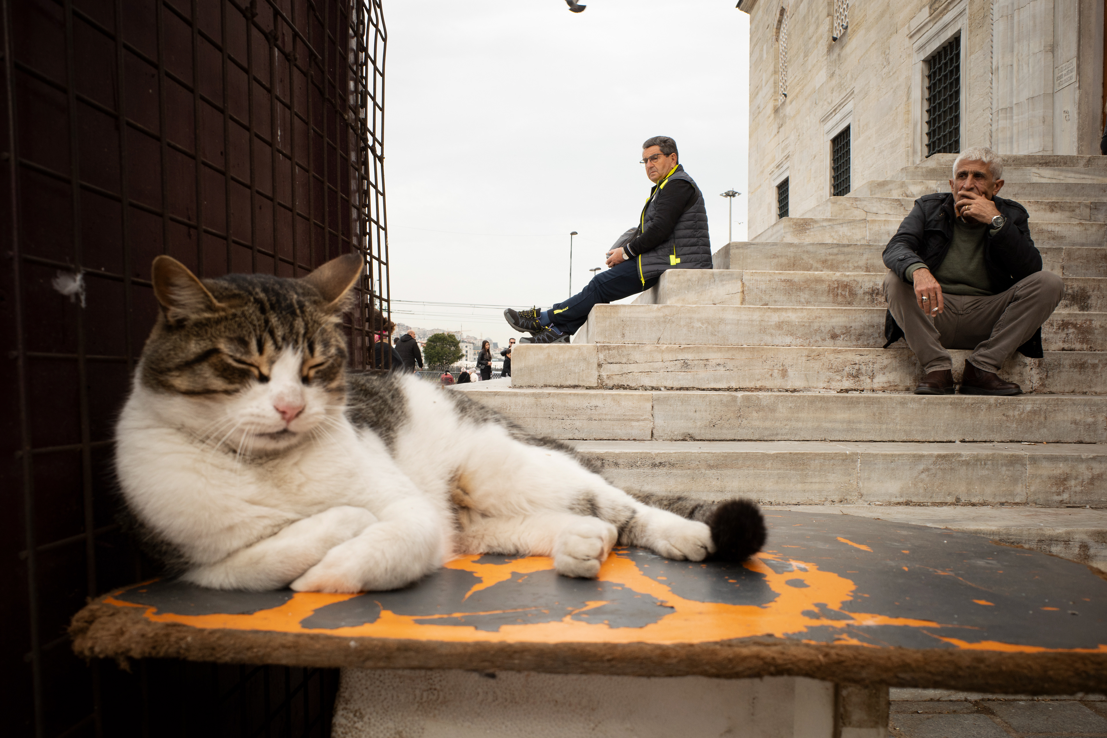 JUXTANBUL CANDID - Taken in Eminonu/Istanbul - new mosque - cat - pigeons- juxtaposition