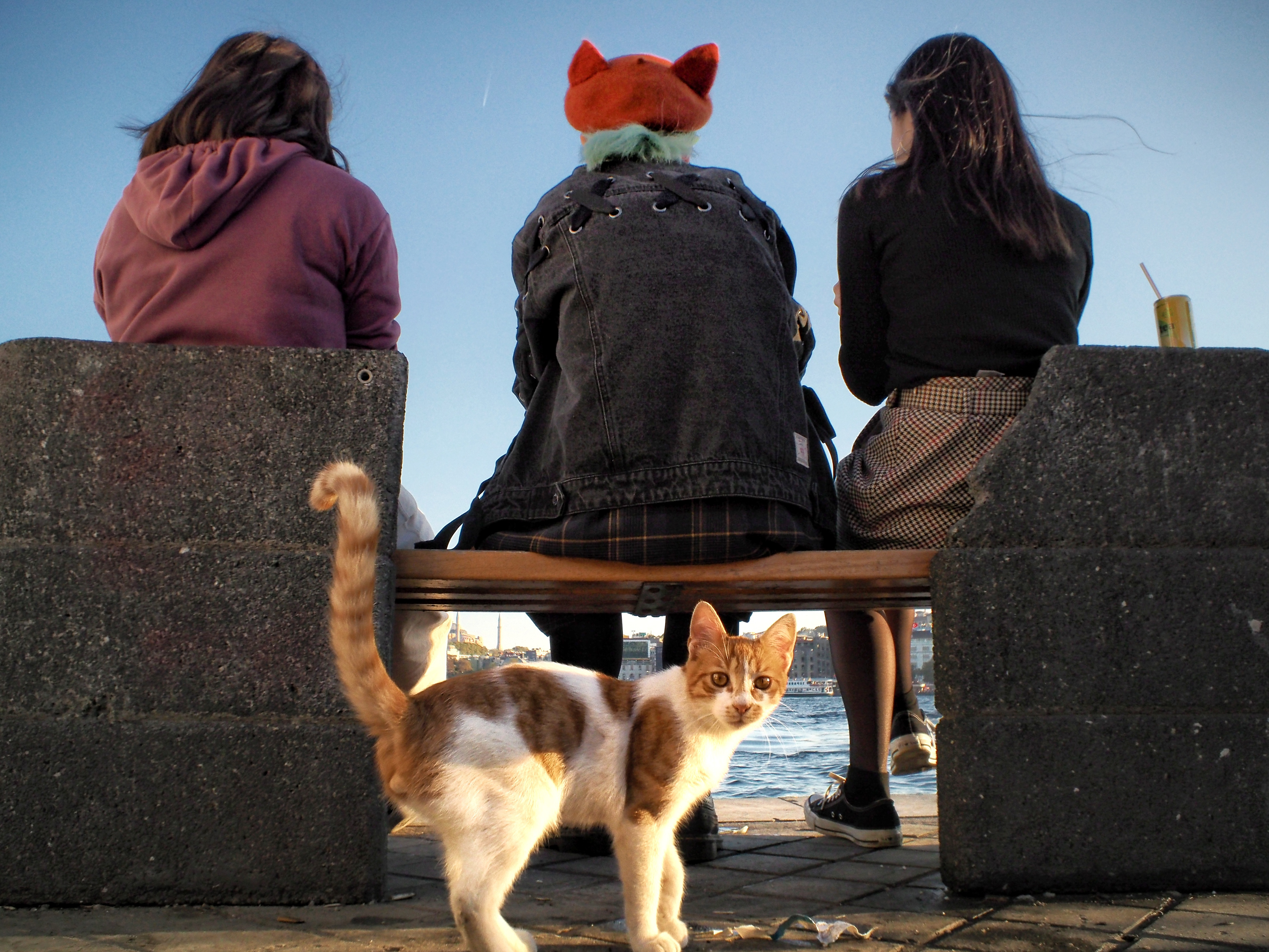 JUXTANBUL CANDID - Taken in Karakoy/Istanbul - hat - cat - juxtaposition