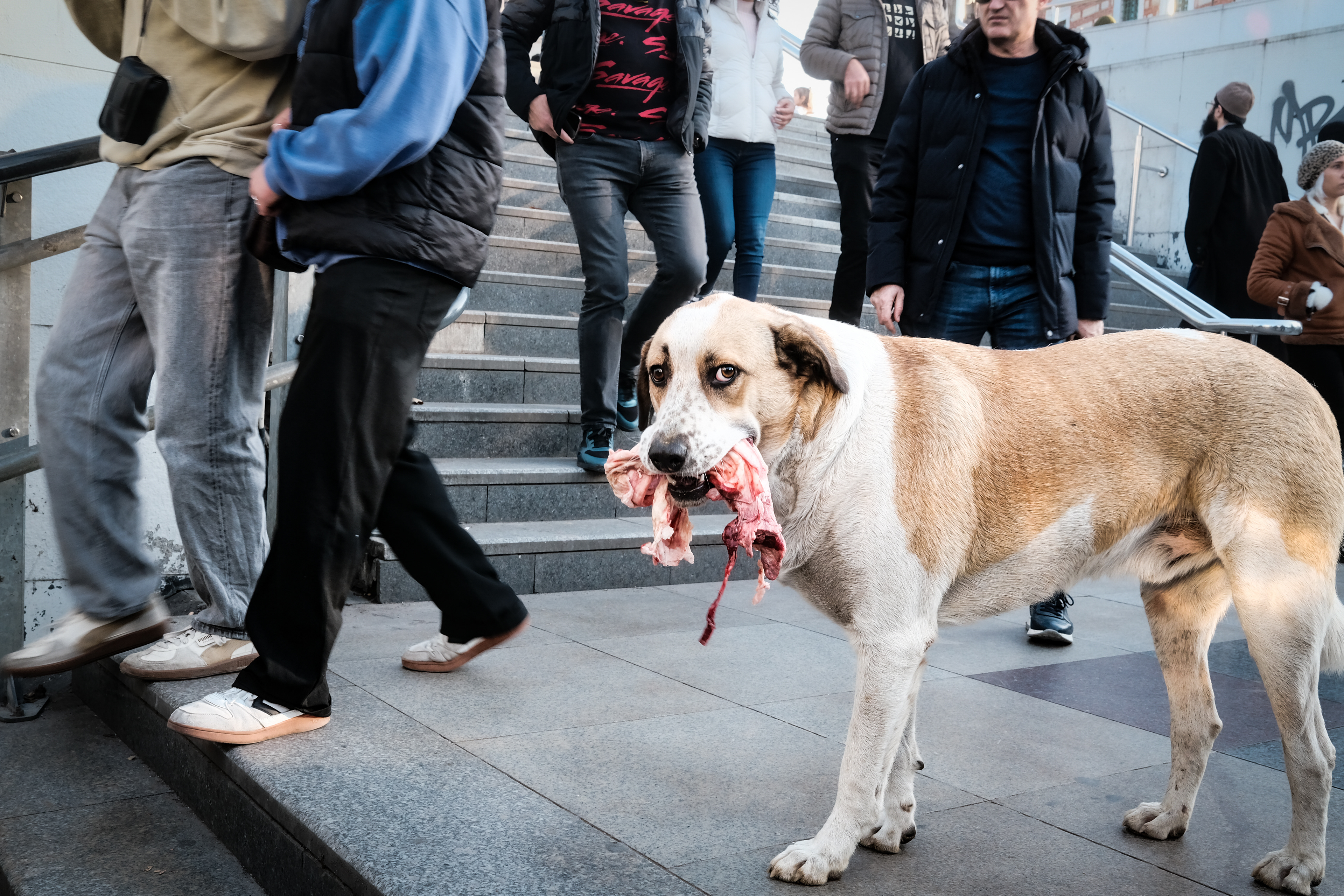 JUXTANBUL CANDID - Taken in Eminonu/Istanbul - meat - dog- juxtaposition