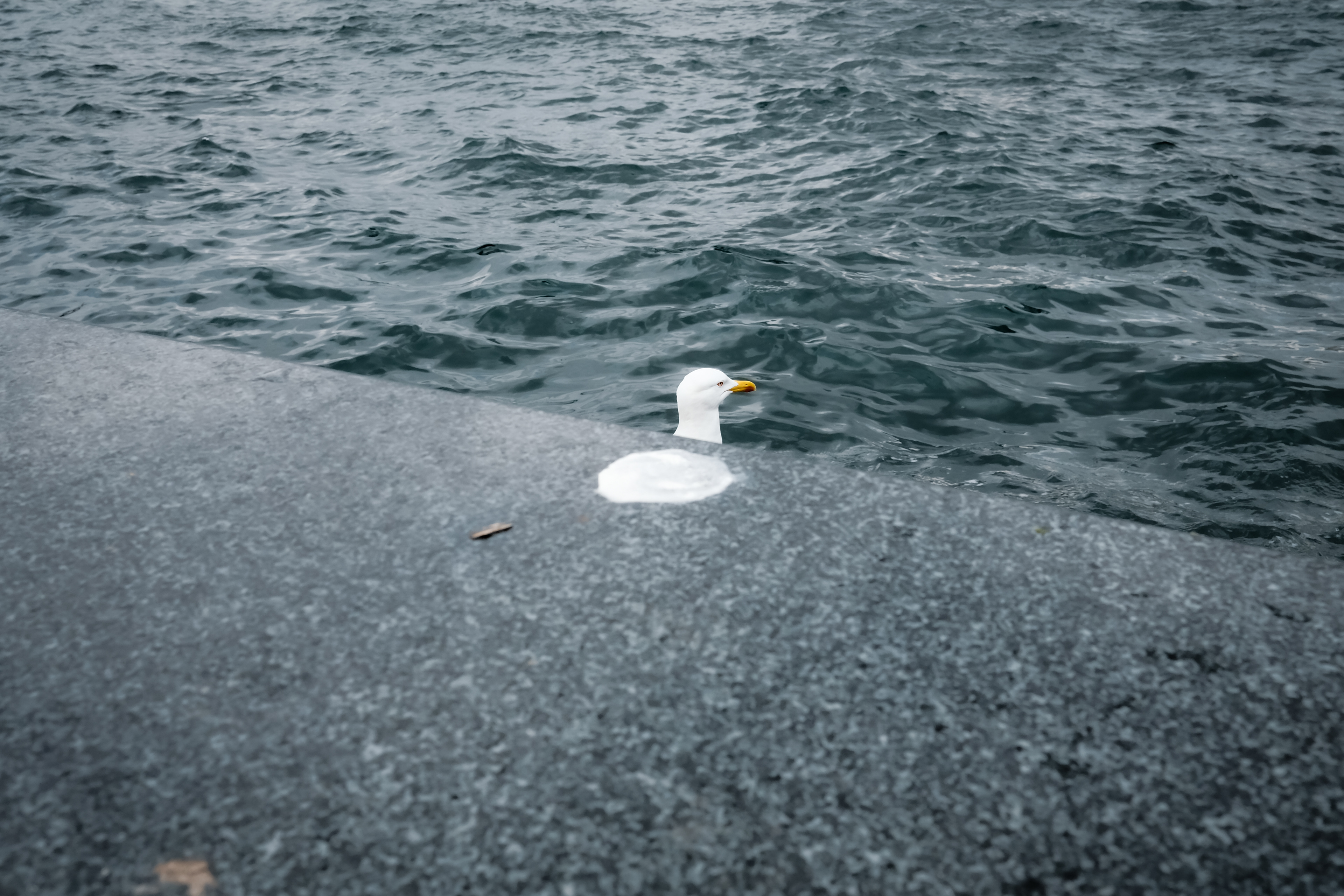 JUXTANBUL CANDID - Taken in Eminonu/Istanbul - sea- seagull- juxtaposition
