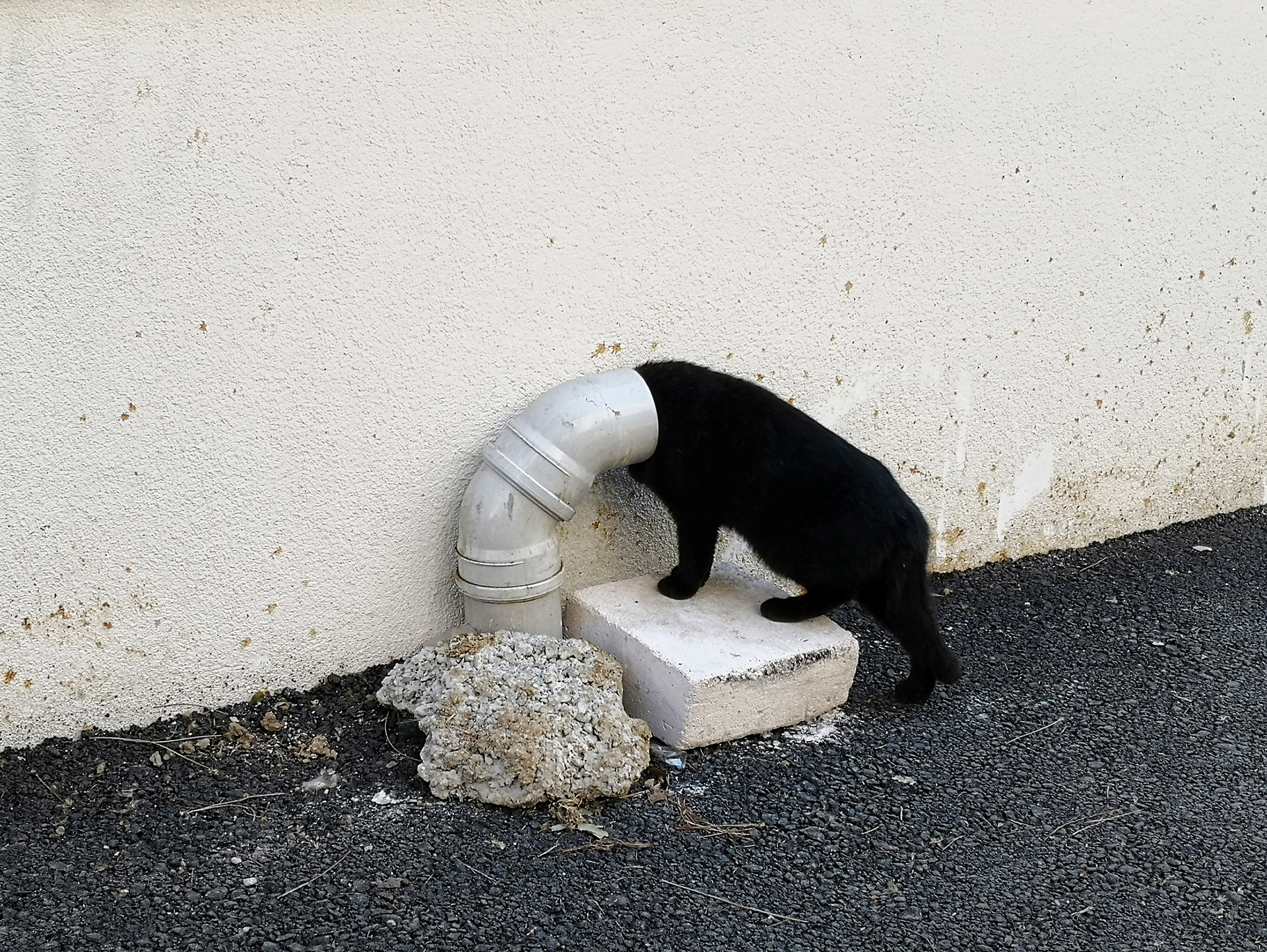 JUXTANBUL CANDID - Taken in Kucukyali/Istanbul-  pipe - cat - juxtaposition