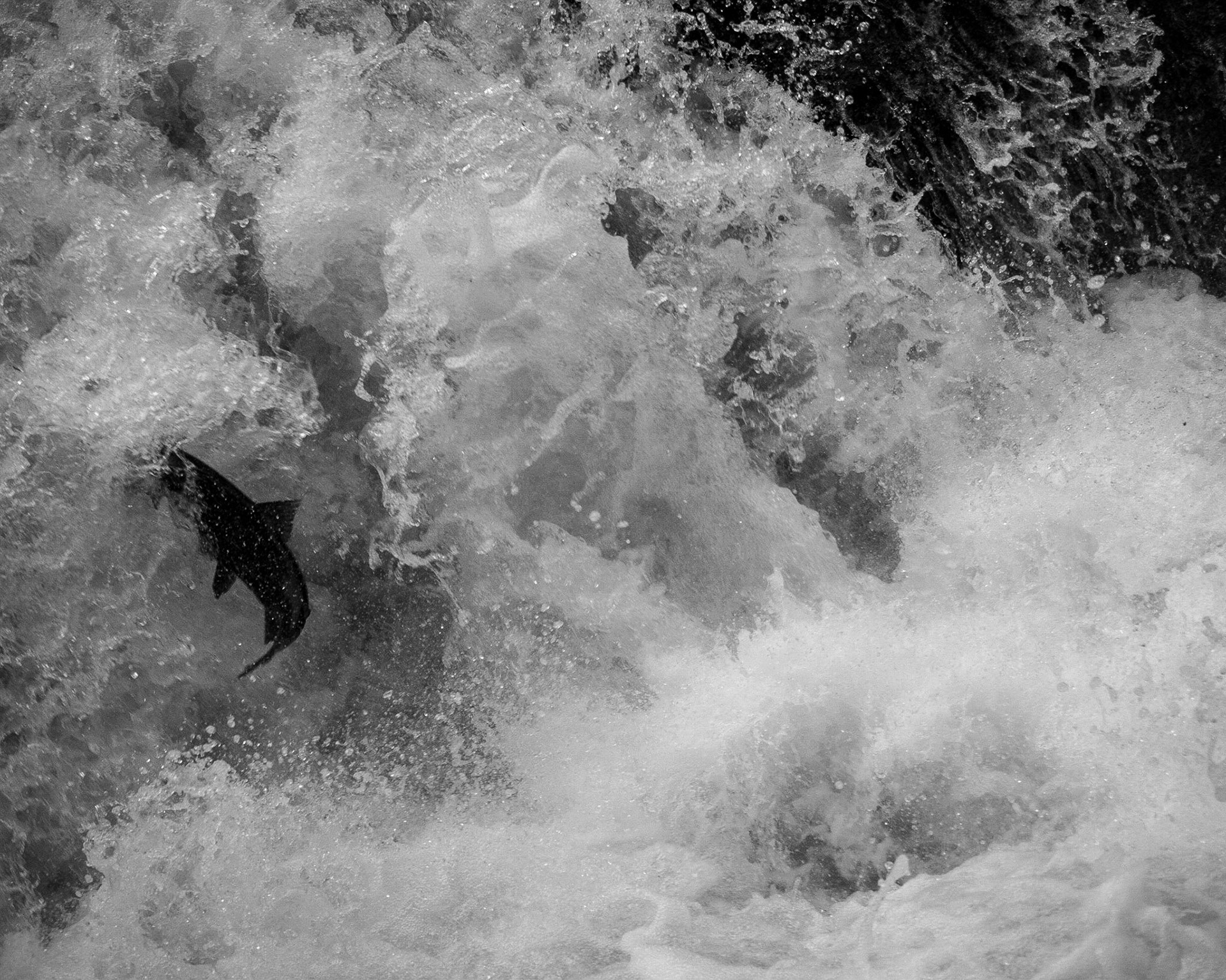 A salmon leaps to the top of a waterfall as it makes its way back to its birthplace on the Sol Duc River.