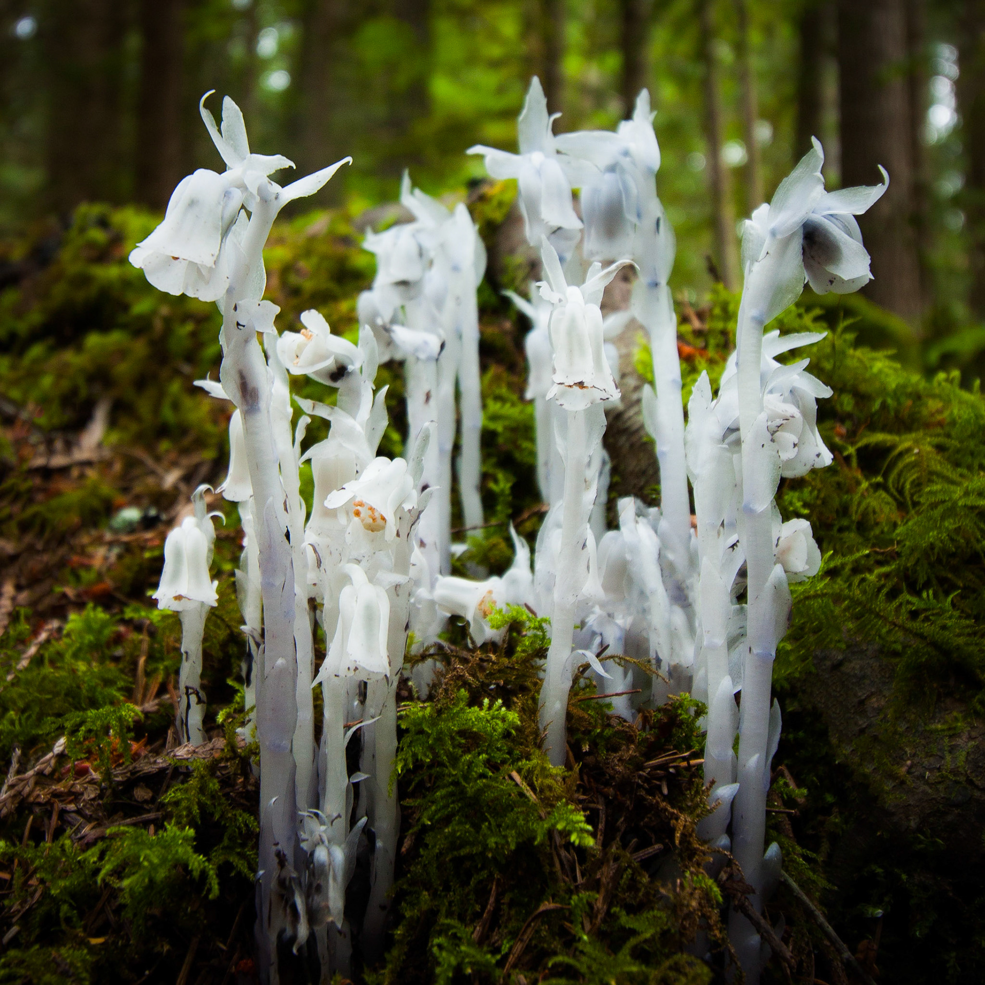 Ghost plant, Monotropa uniflora, is a parasitic plant that contains no chlorophyll so it can't generate energy from sunlight. It is a mycoheterotroph, and so is the host of certain species of  mycorrhizal fungi.
