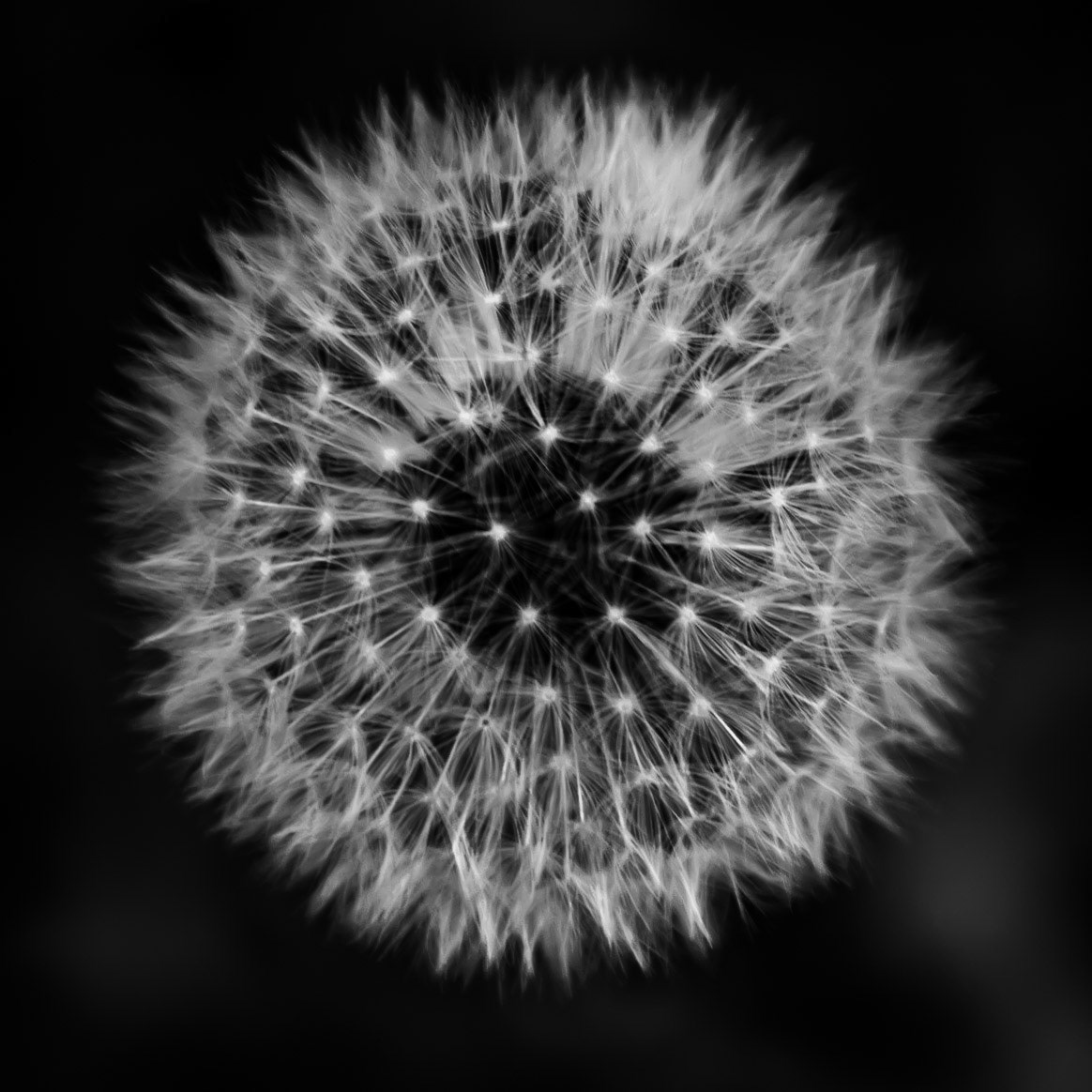 A dandelion plant gets ready to scatter its seeds to the wind.