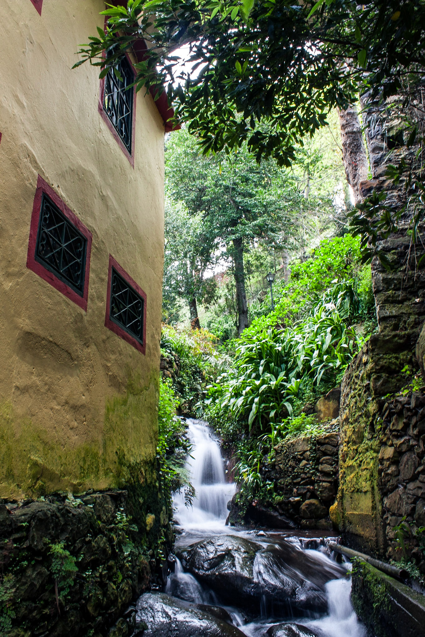 This photo was taken in a beautiful public garden in Funchal, Madeira.