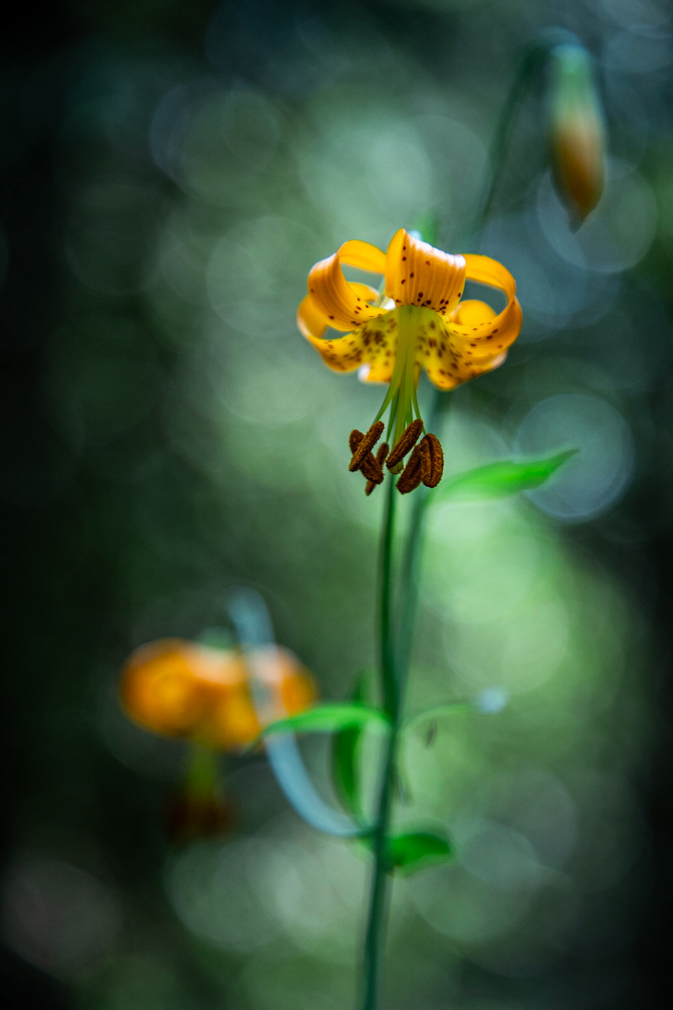 Lilium columbianum