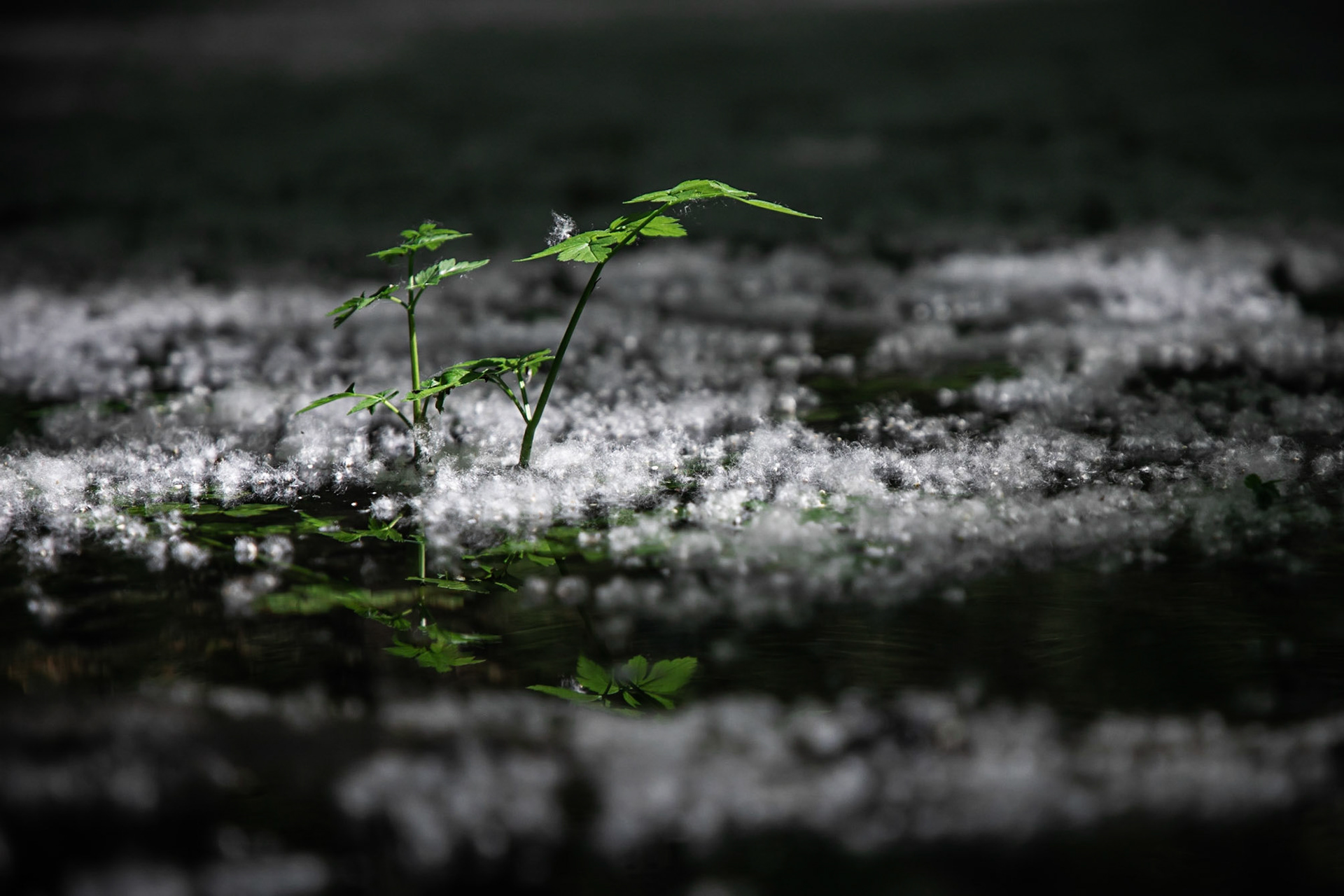 A plant emerged from the bottom of a stream pushing past recently dropped cottonwood seeds