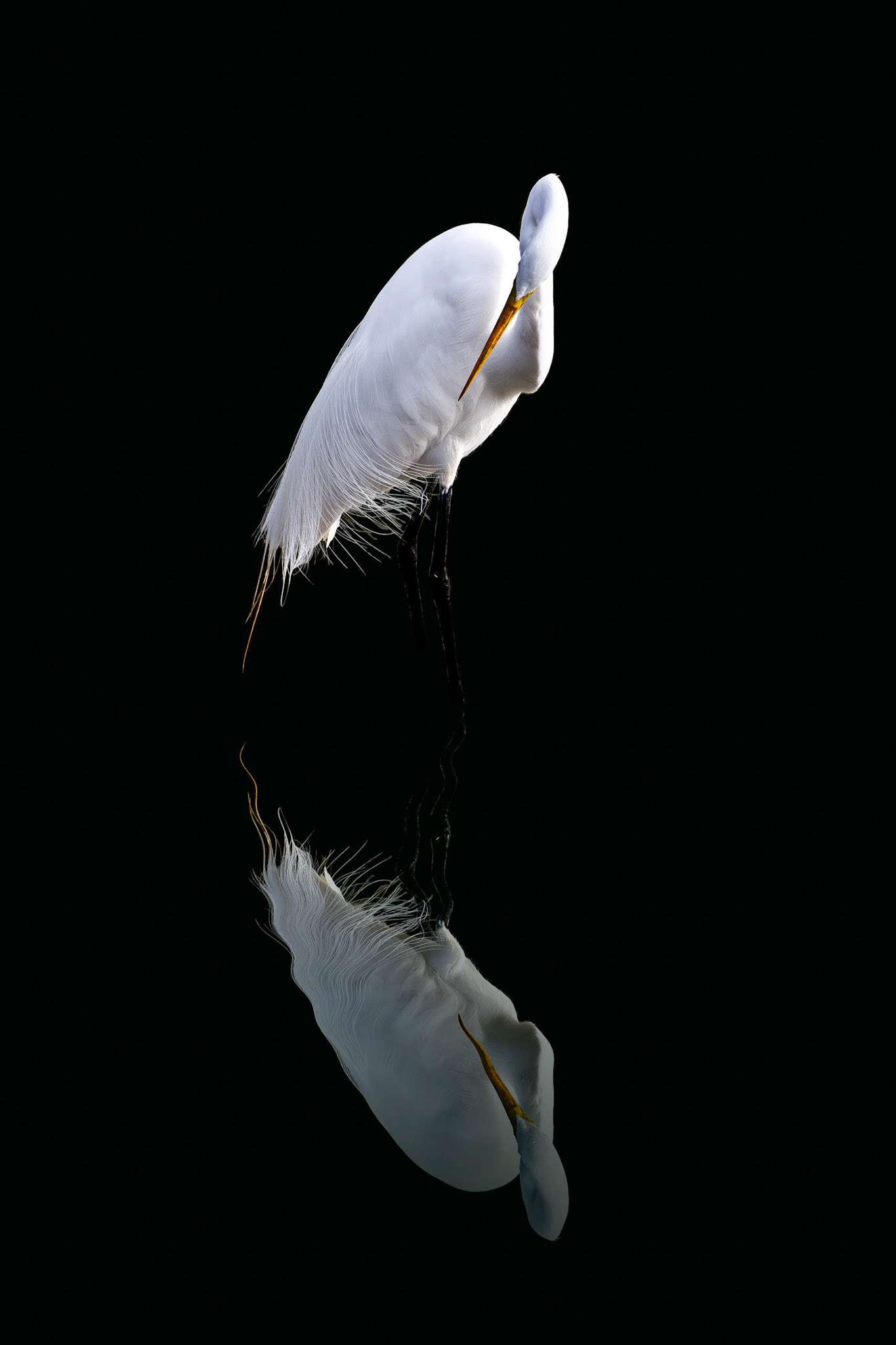 A great egret strikes a pose for the camera
