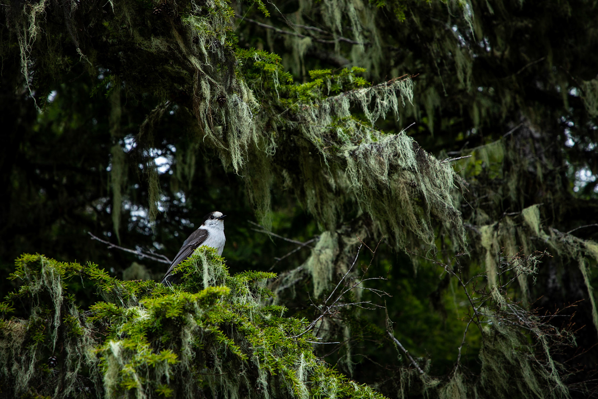 A Canada jay watches from a branch of a western hemlock.
