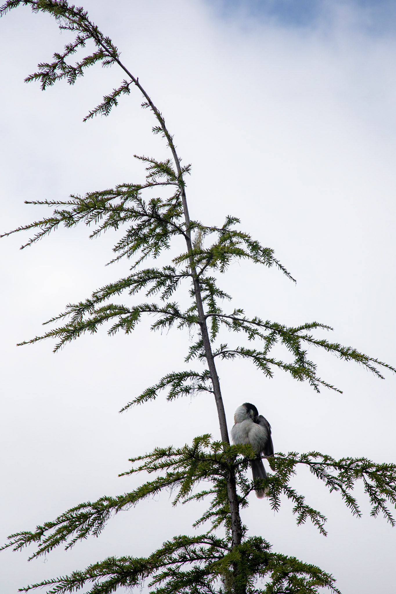 A Canada jay preens itself while perched on a western hemlock.