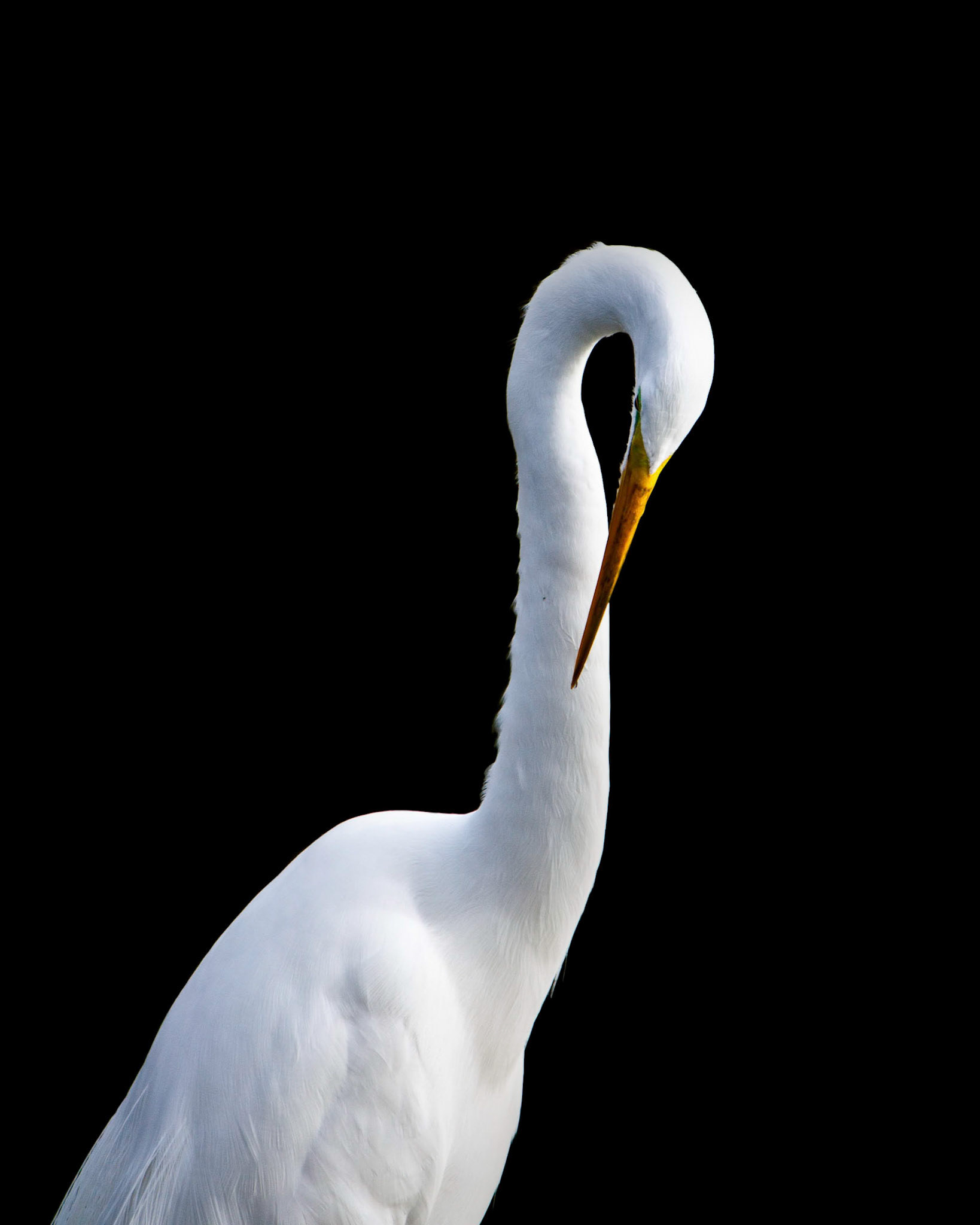 A great egret strikes a pose for the camera
