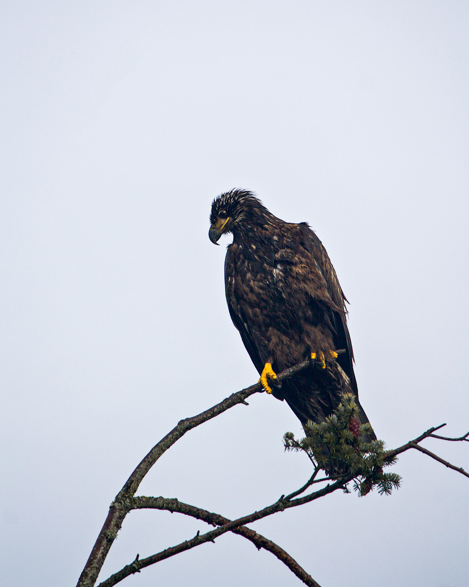 One of the many Bald Eagles to be found on the Olympic Peninsula of Washington State.
