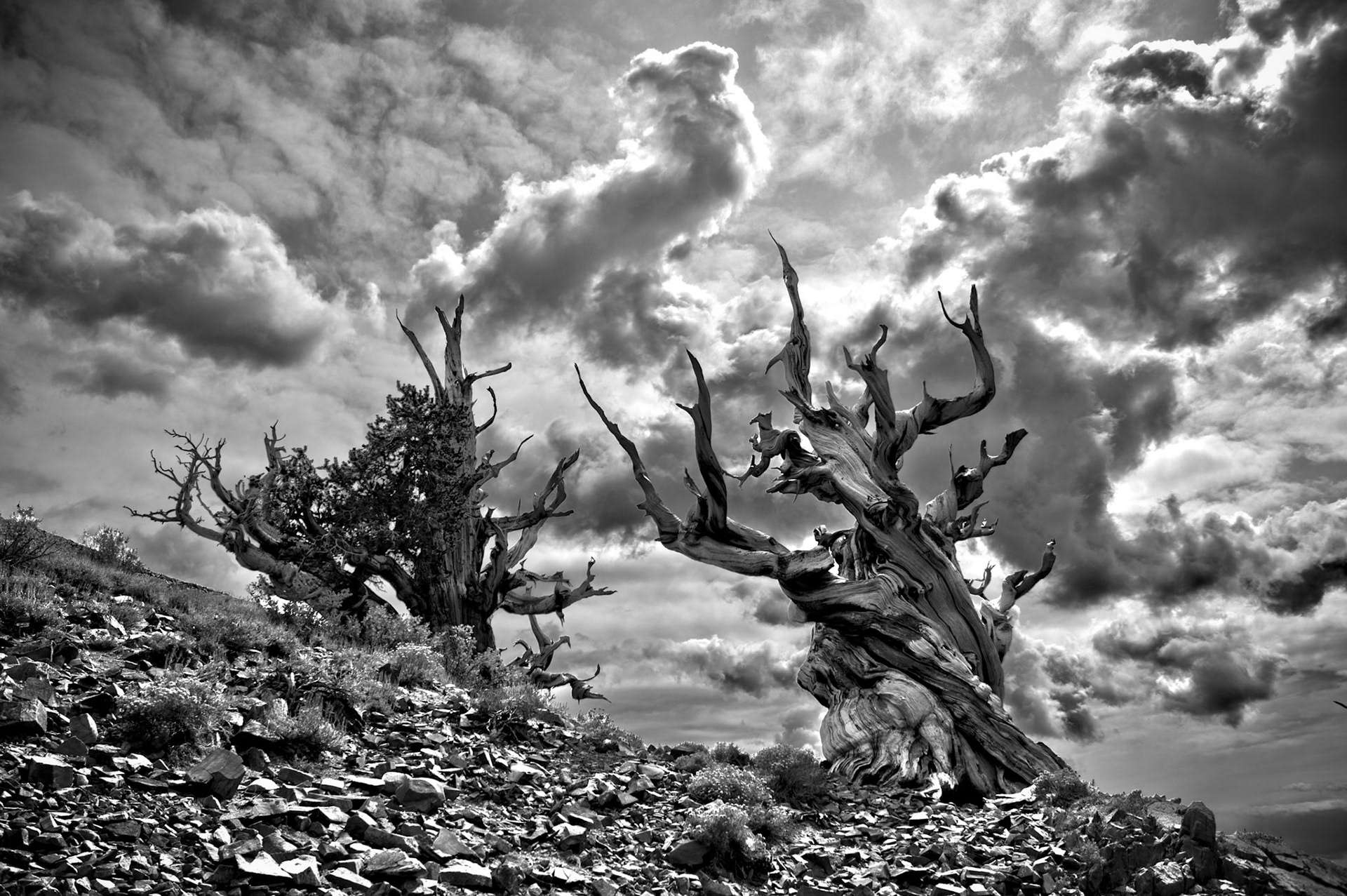 These trees are bristlecone pines that are located at the Ancient Bristlecone Pine Forest, California, USA. Methuselah (the tree on the right) is over 4,792 years old.
