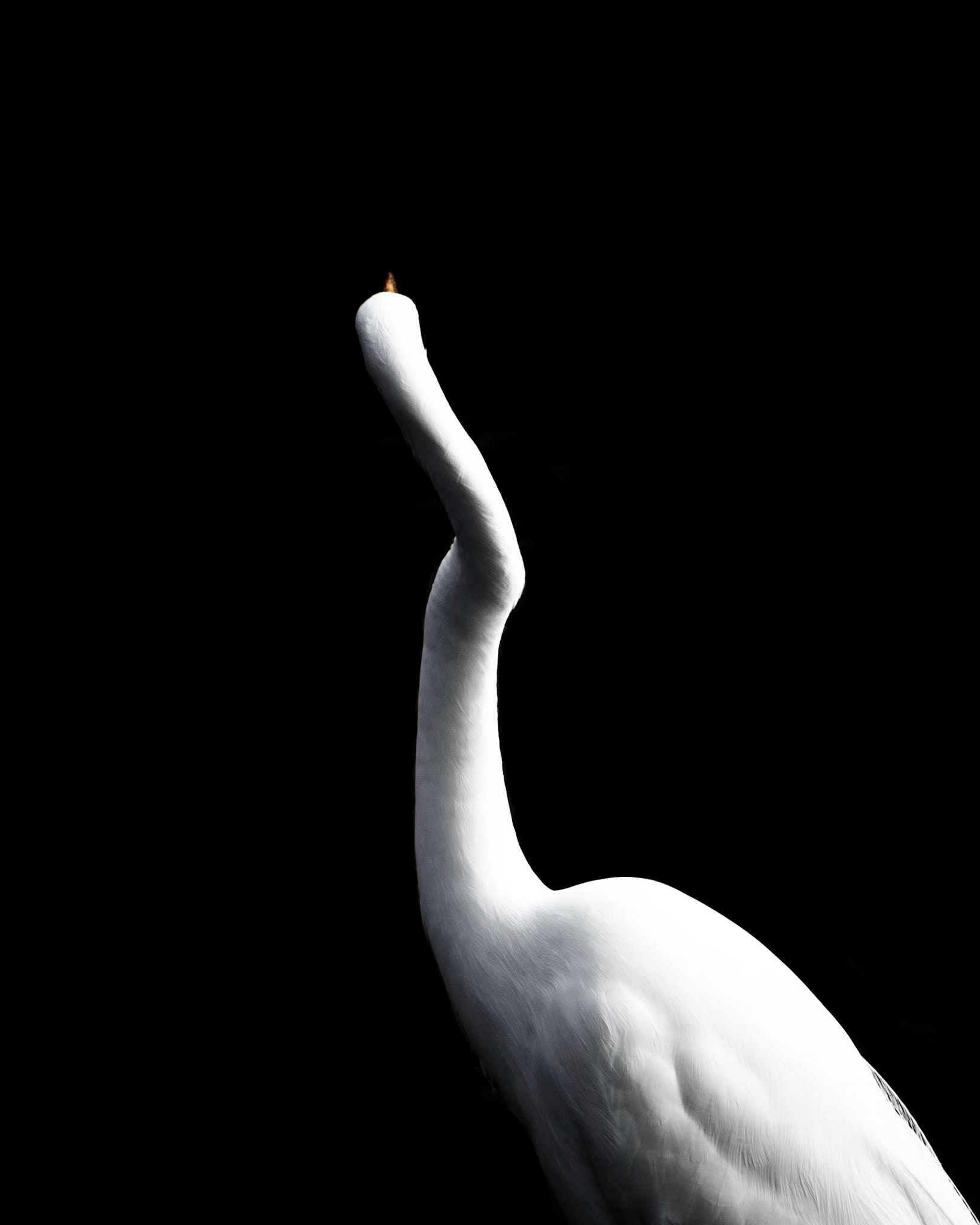 A great egret strikes a pose for the camera