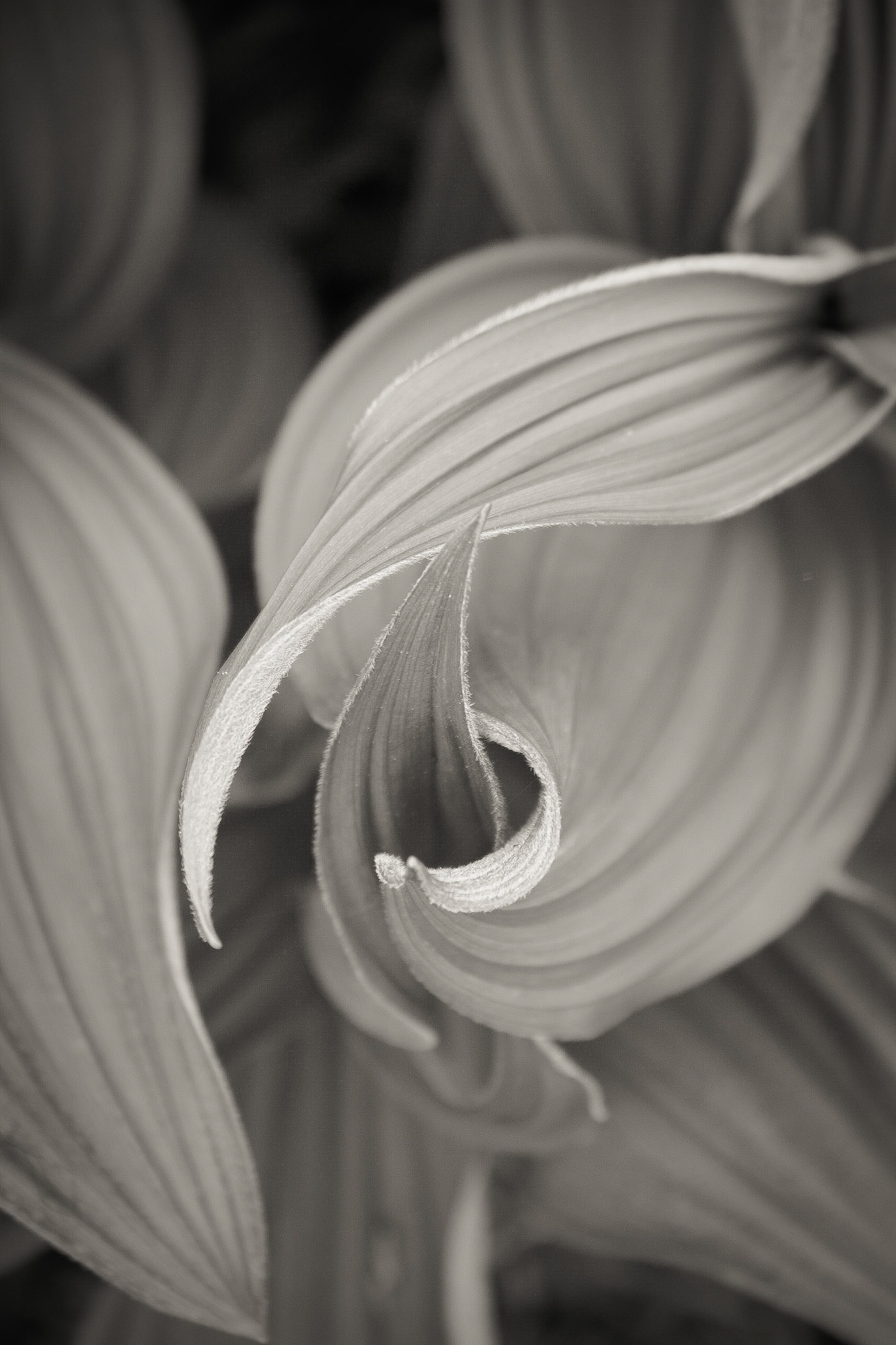 Photo taken at Deer Park, Olympic Mountains, Washington State, USA.