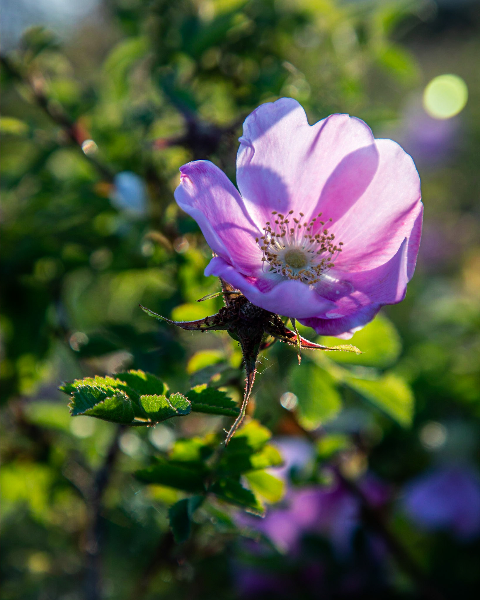 Rosa acicularis is known by many names including prickly wild rose, prickly rose, bristly rose, wild rose, and arctic rose.