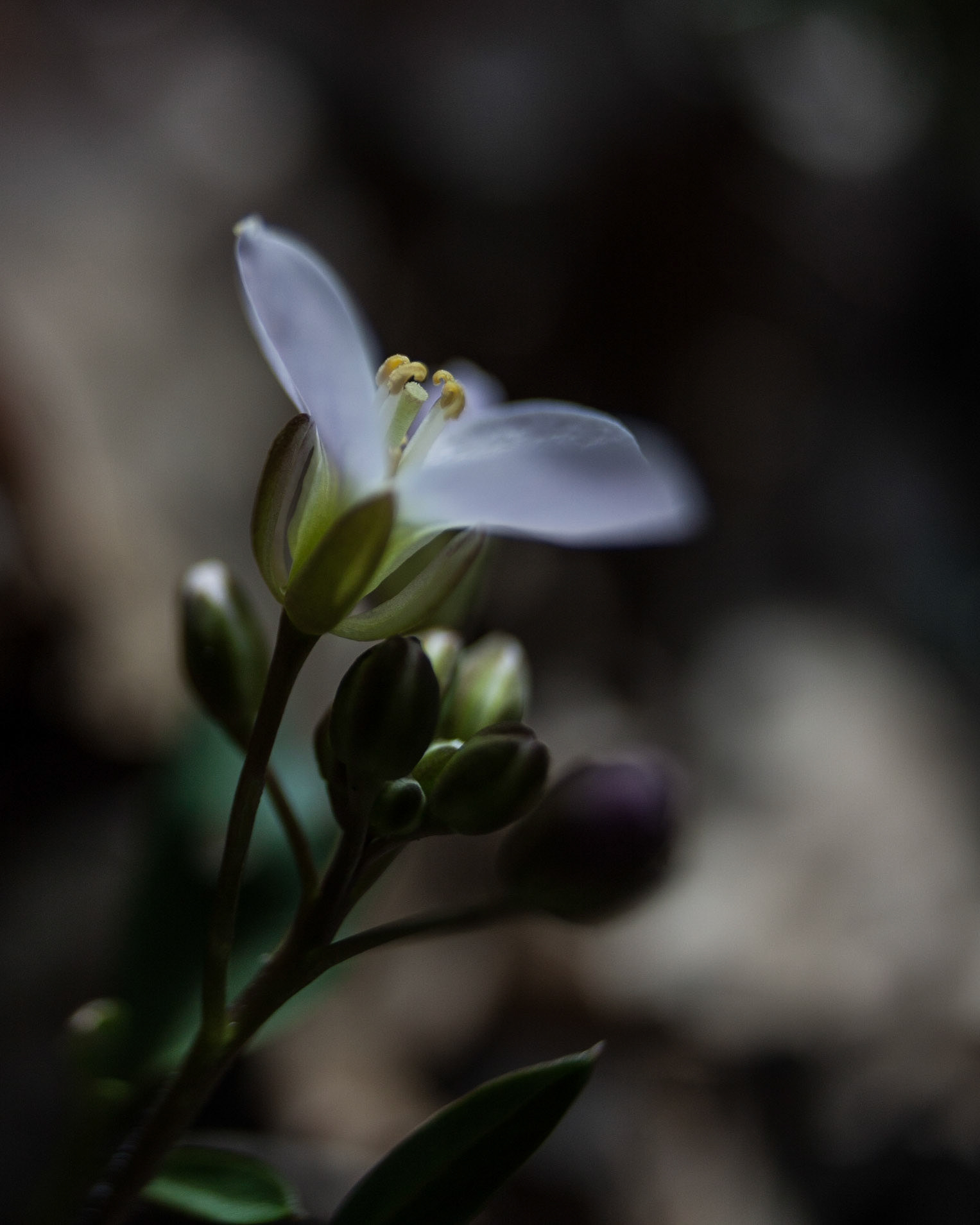 A mystery flower that was found in the Sierra Nevada Foothills (Grass Valley, CA, USA).