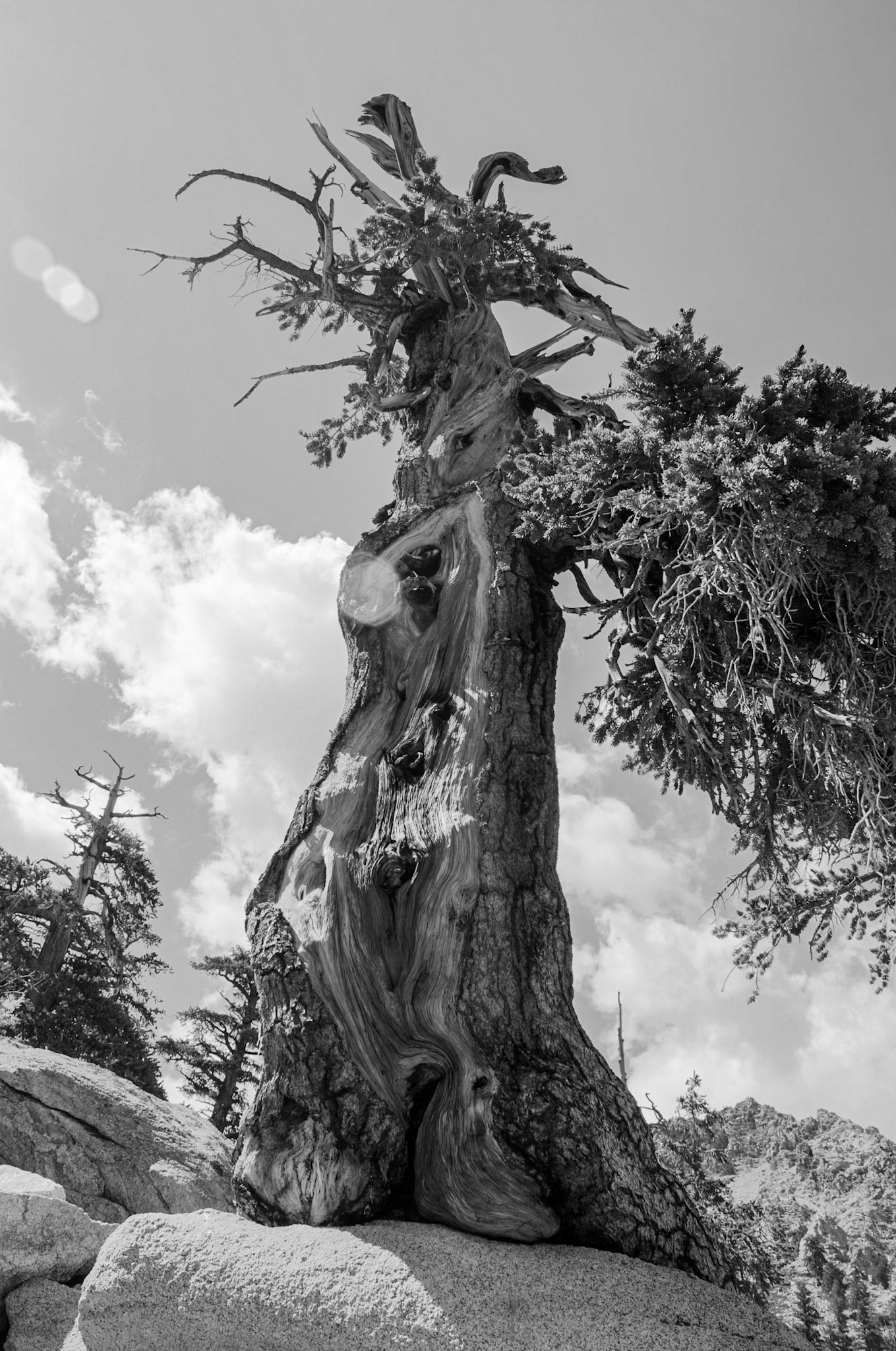 A one-armed ent takes a rest.