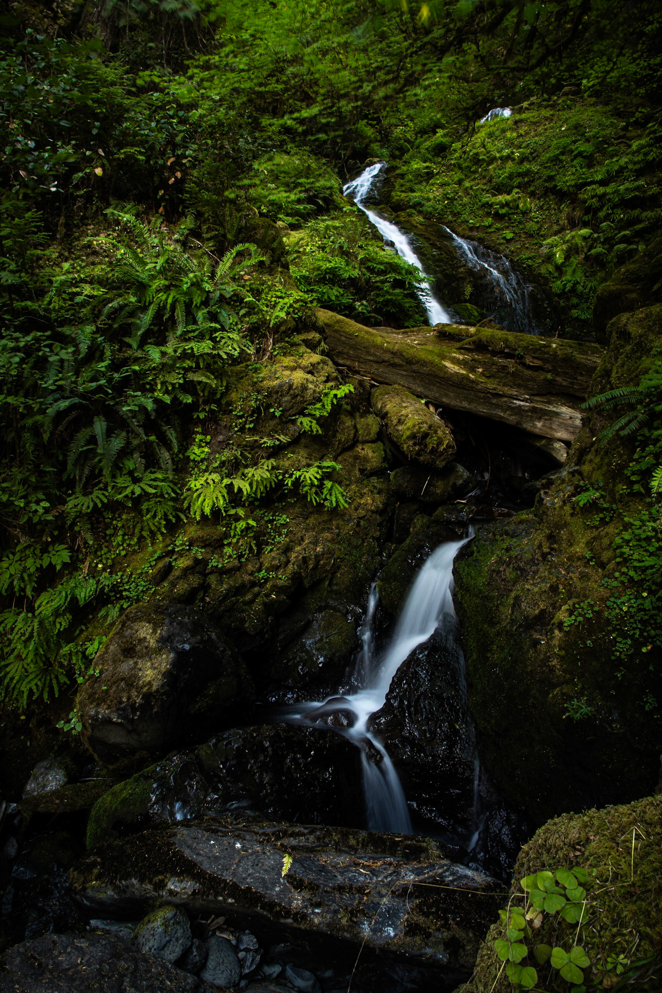 Bunch creek is one of the many creeks that flow into Lake Quinault.