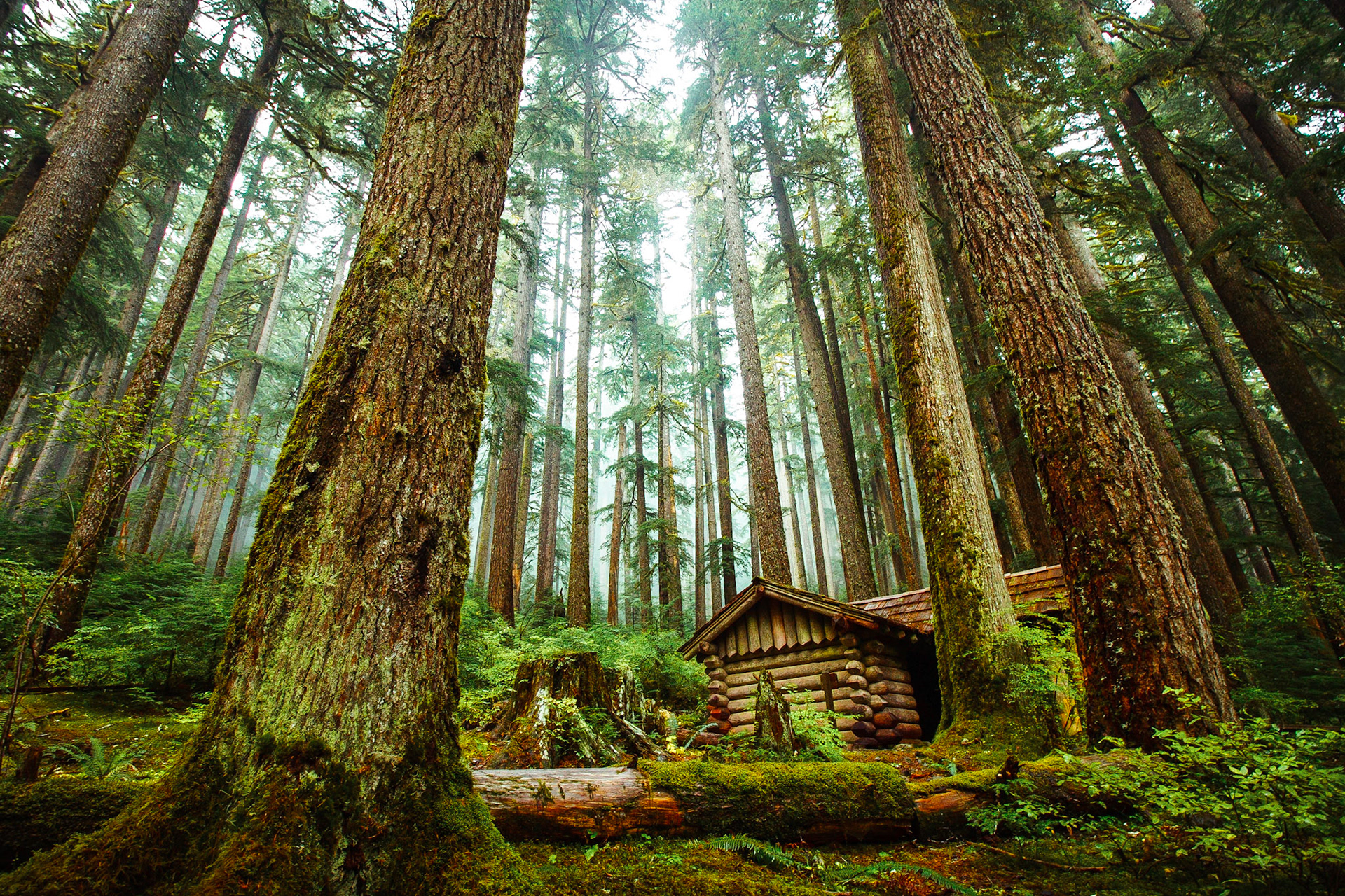 Built by the Civilian Conservation Corps near the end of the Great Depression, this trail shelter is located close to the Sol Duc Falls in the Olympic Mountains.