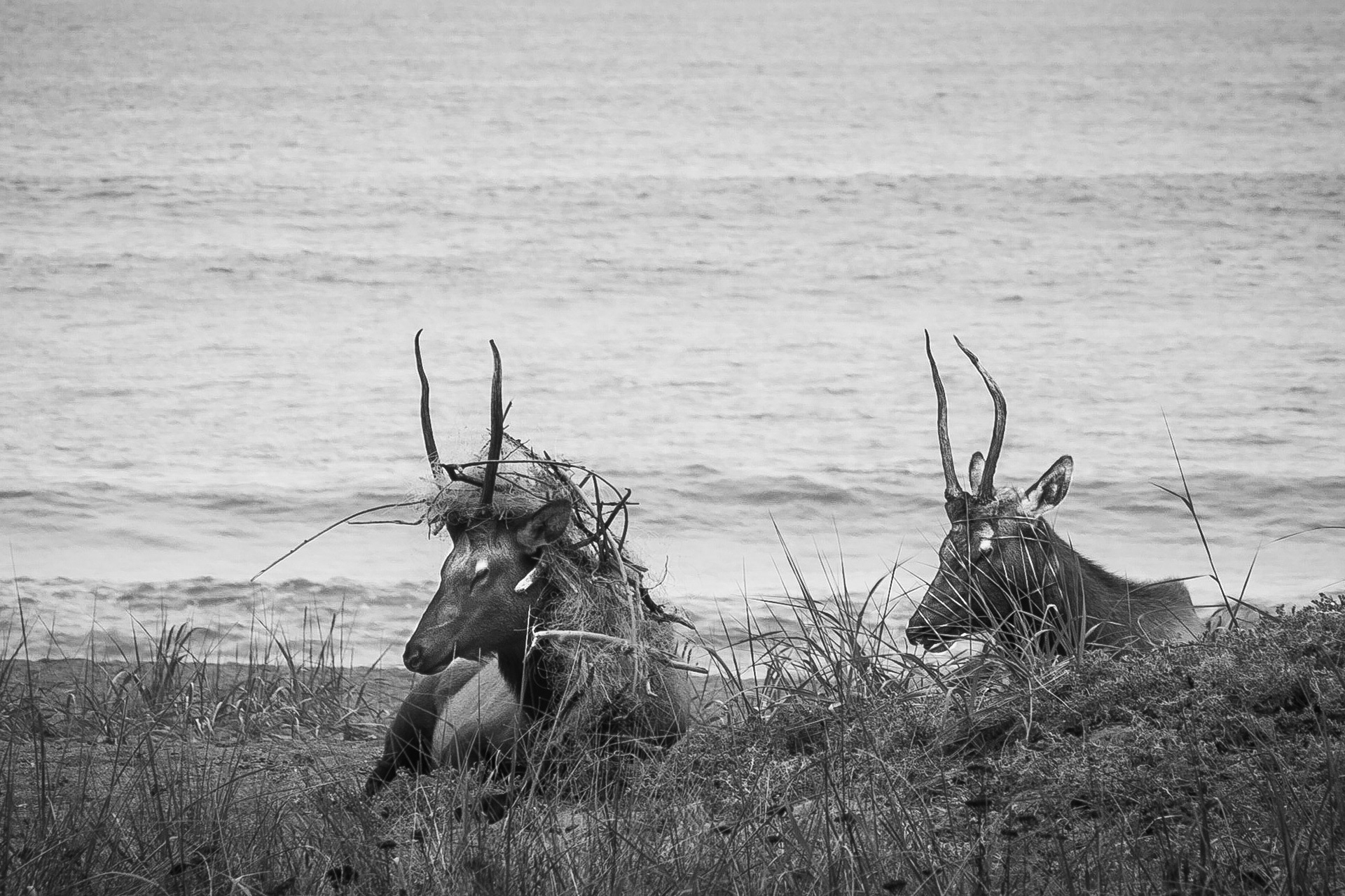 A poor mule elk suffers from the discarded fishing line that has become tangled in its antlers. Several other members of this same herd had the same problem.