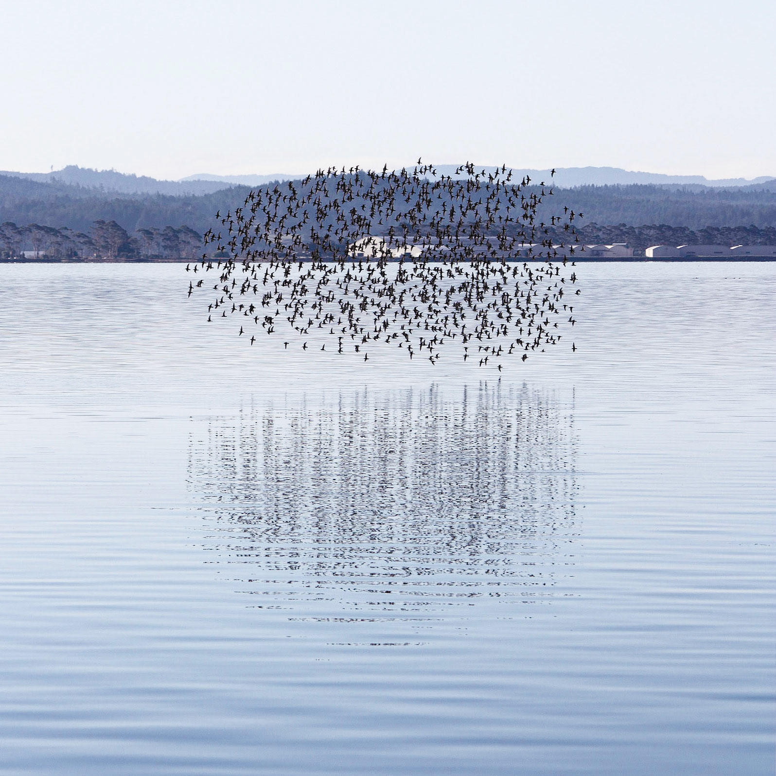 A flock of birds fly above Arcata Marsh in Humboldt, CA.