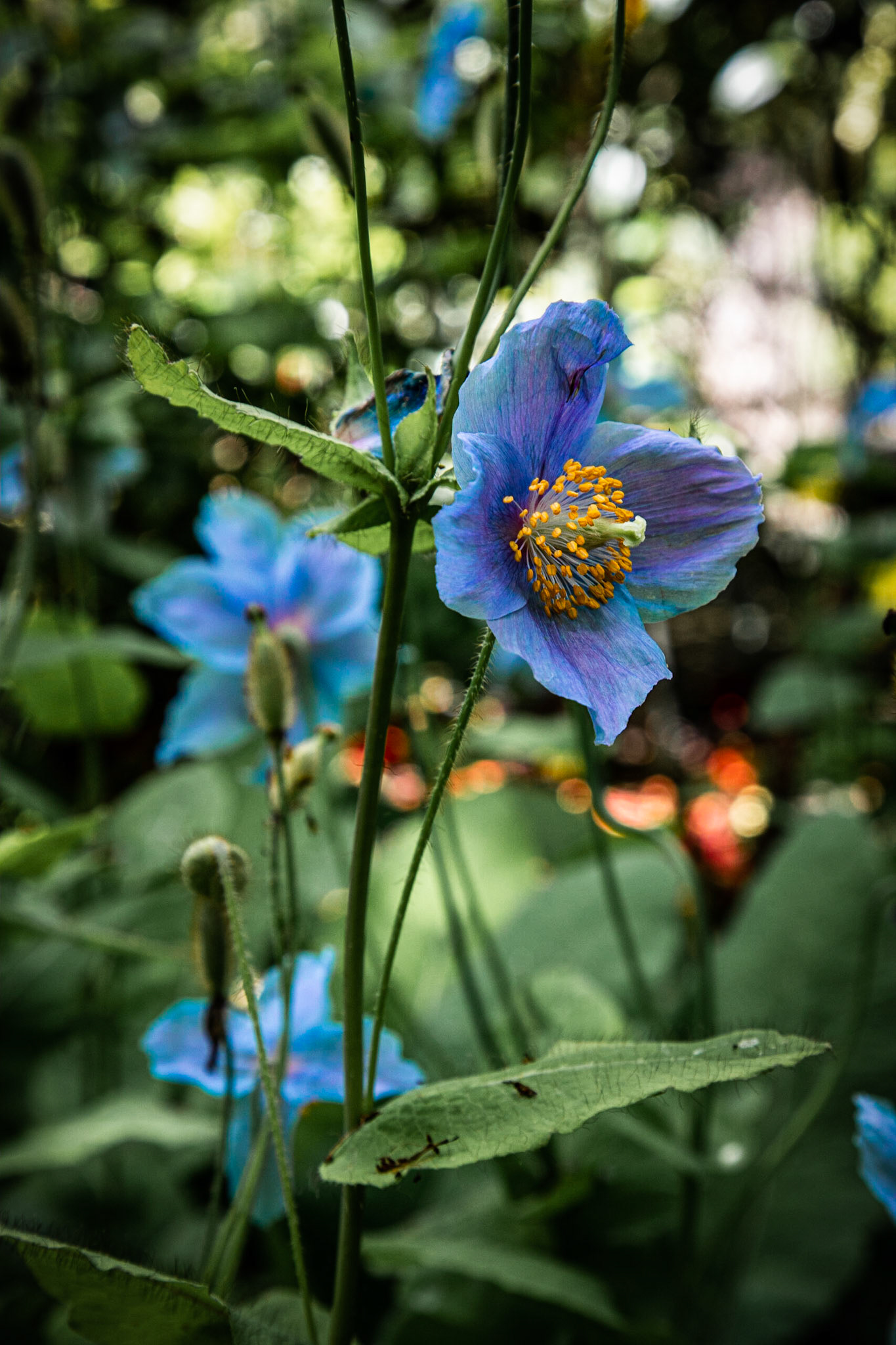This photo of the himalayan blue poppy, Meconopsis baileyi, was taken at Butchart Gardens in British Columbia, Canada.
